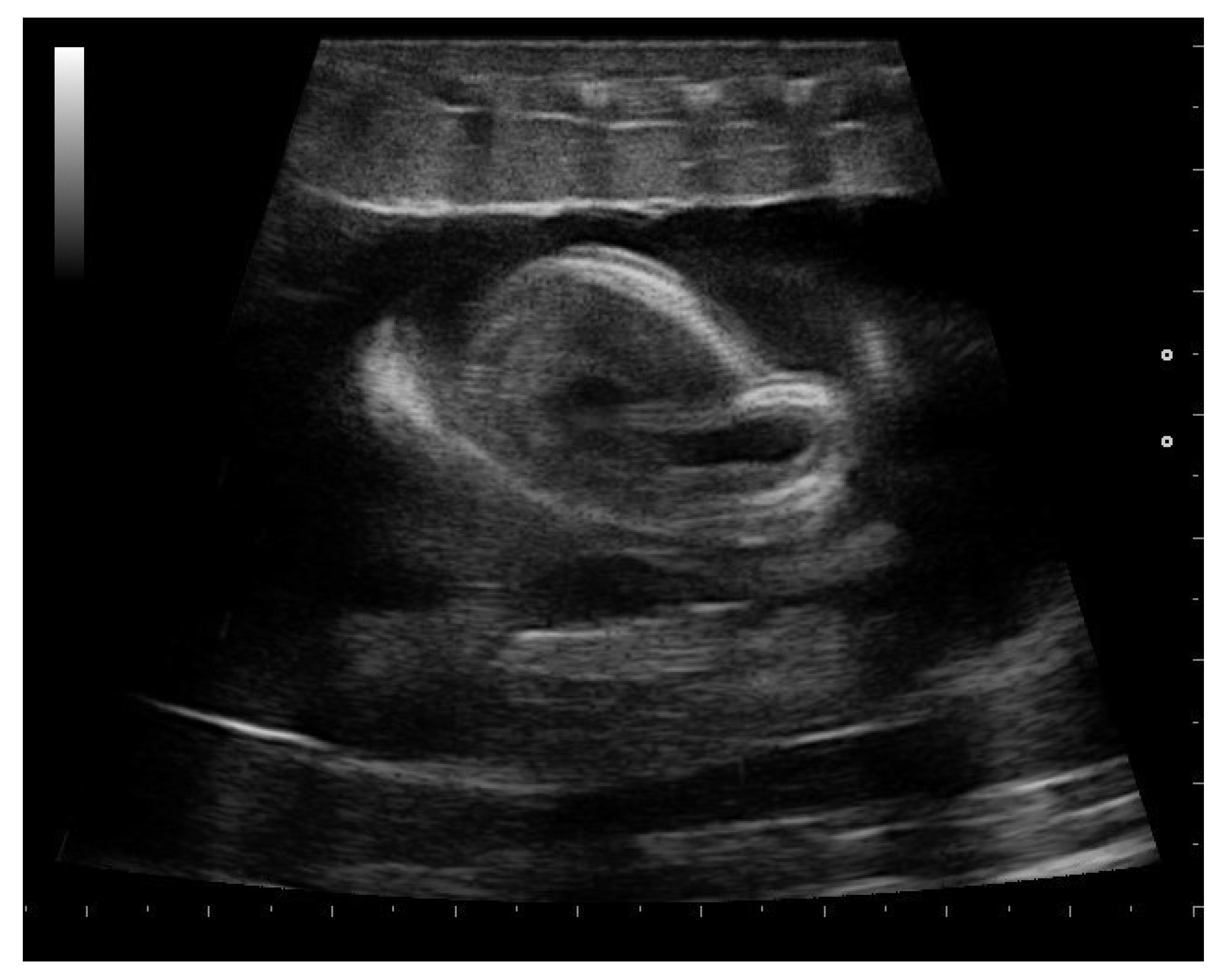 Animals 11 03069 g016 Animals 11 03069 g016