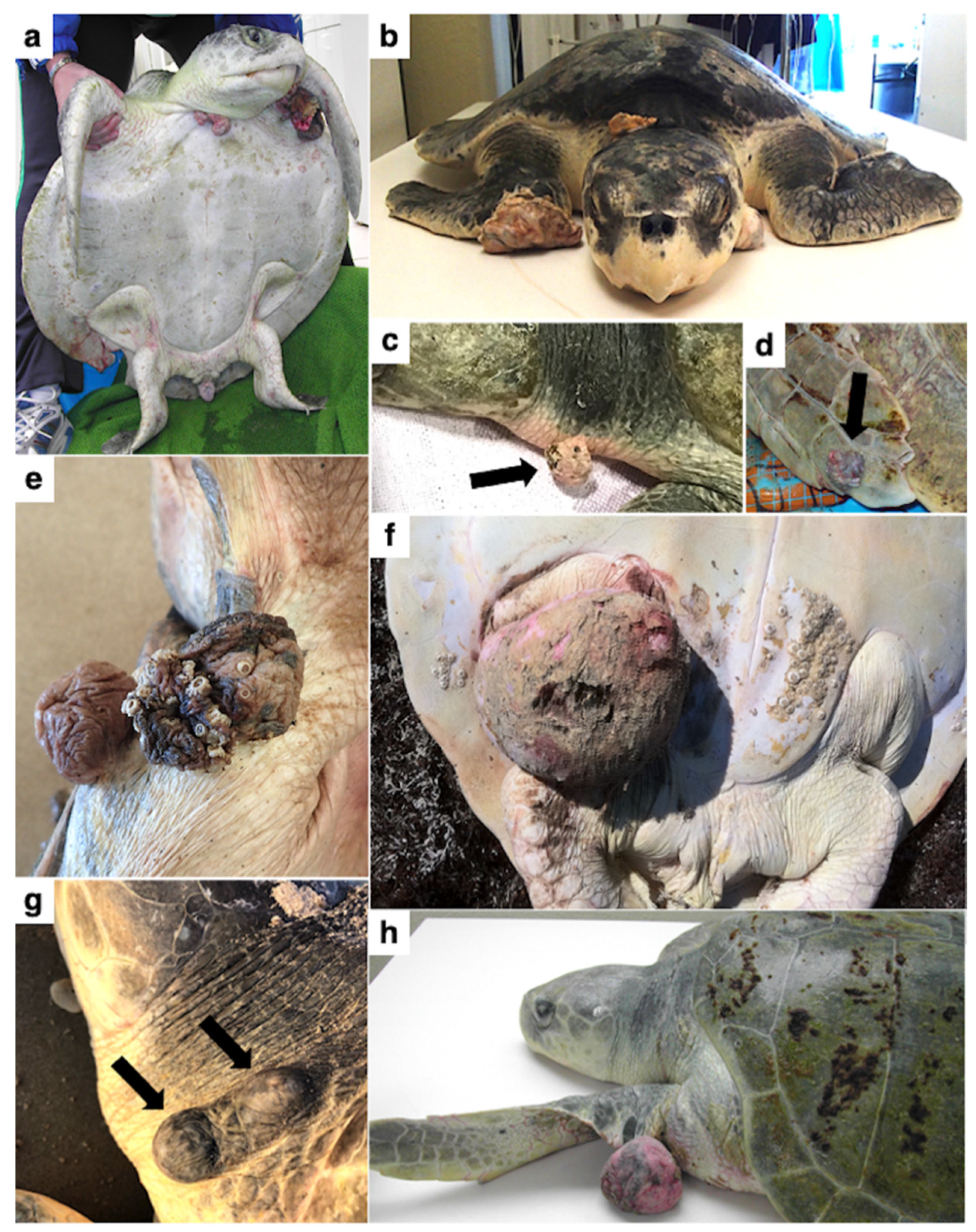 Animals 11 03076 g002 Animals 11 03076 g002