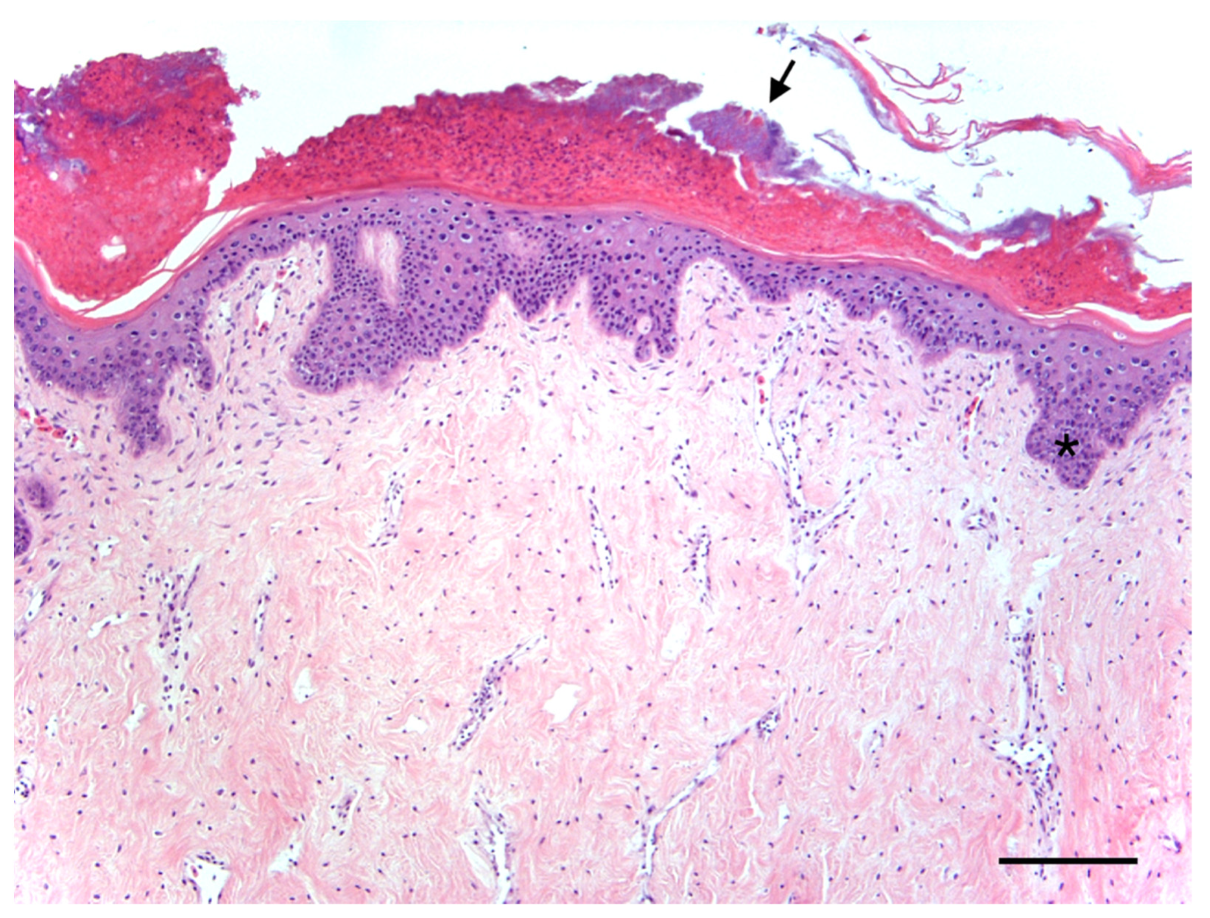 Animals 11 03076 g003 Animals 11 03076 g003