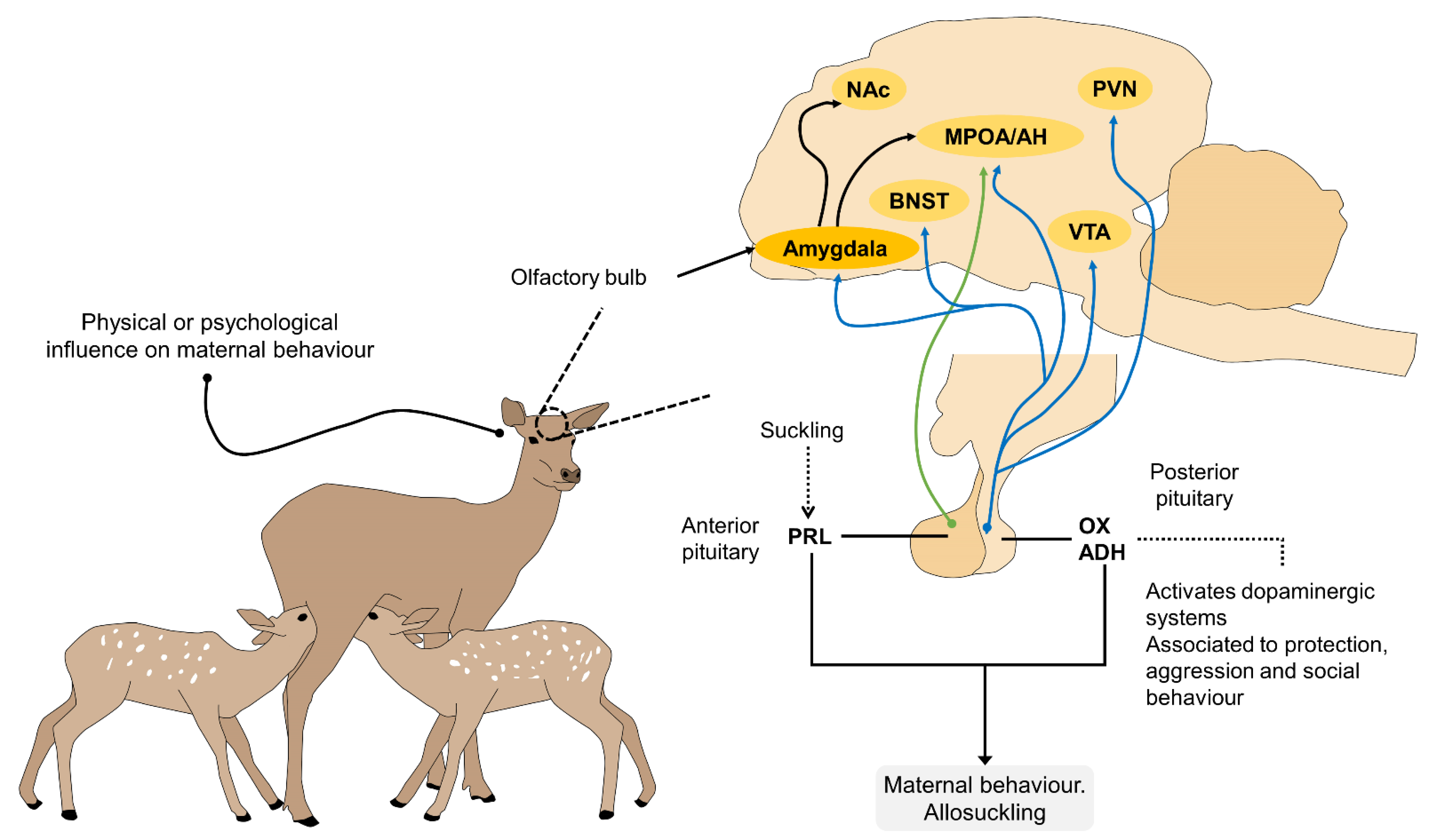 Mechanisms of Animal Behavior
洋書　動物行動のメカ Animal Behavior: Mechanisms, Ecology, Evolution: Drickamer