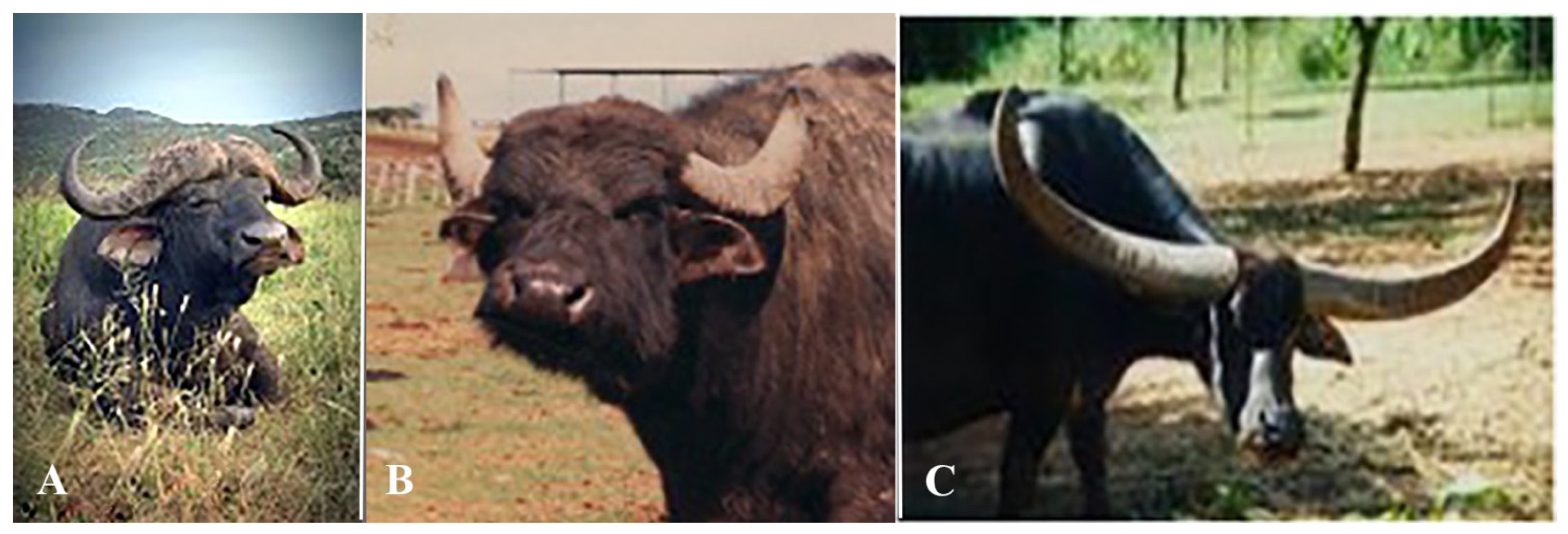 Water Buffalo vs BisonIs there a difference?