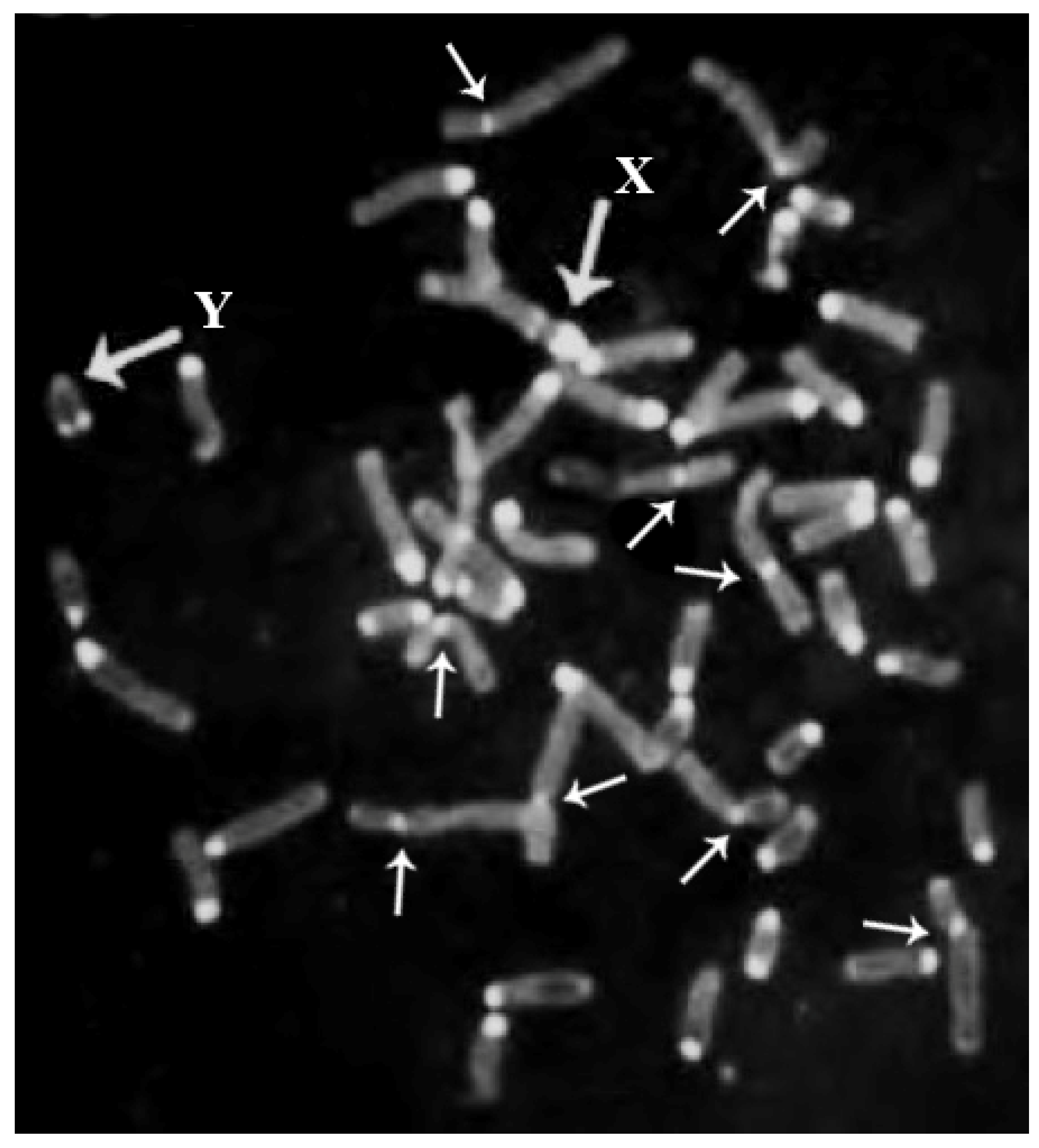 Animals 11 03109 g002 Animals 11 03109 g002