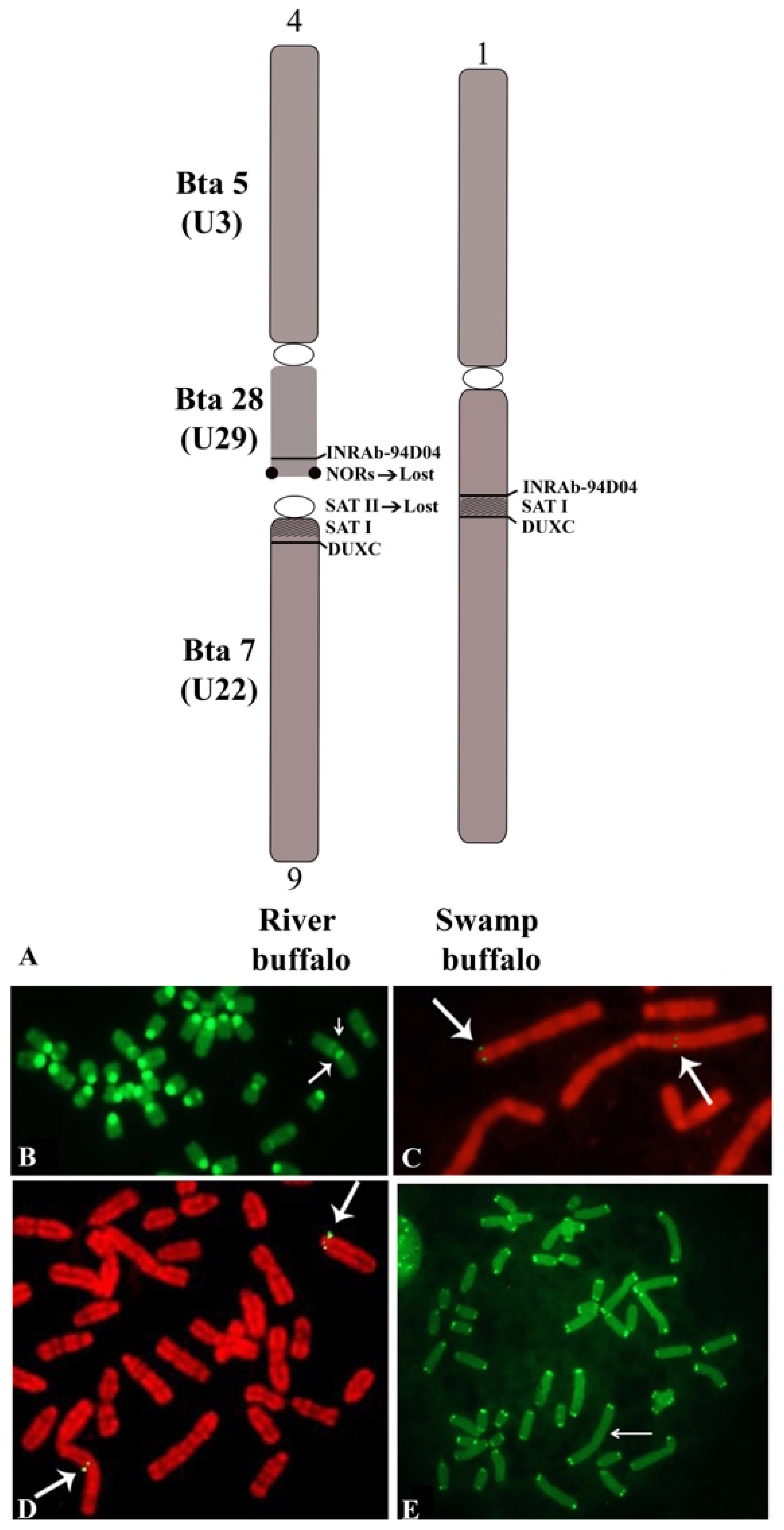 Animals 11 03109 g003 Animals 11 03109 g003
