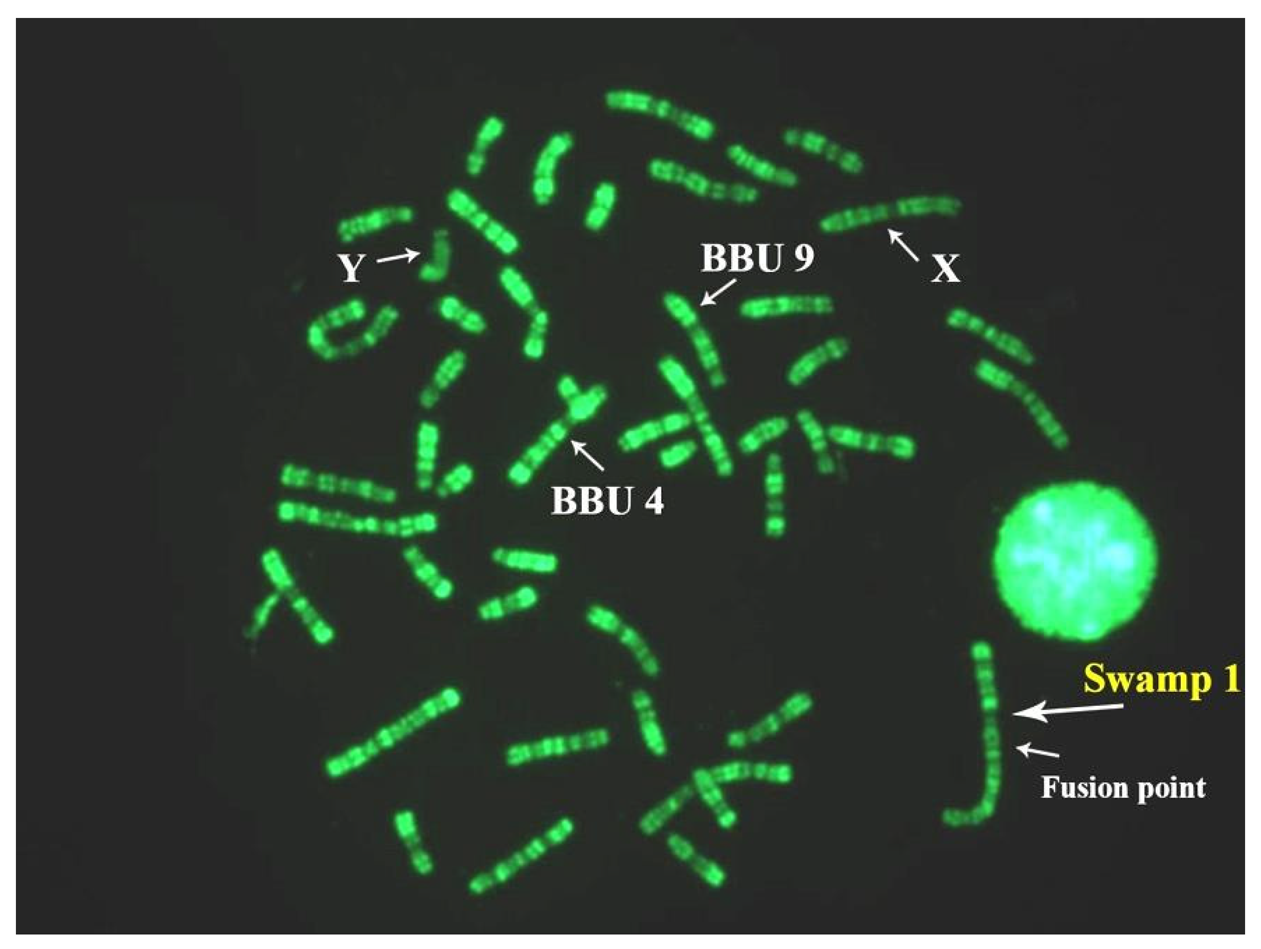 Animals 11 03109 g004 Animals 11 03109 g004