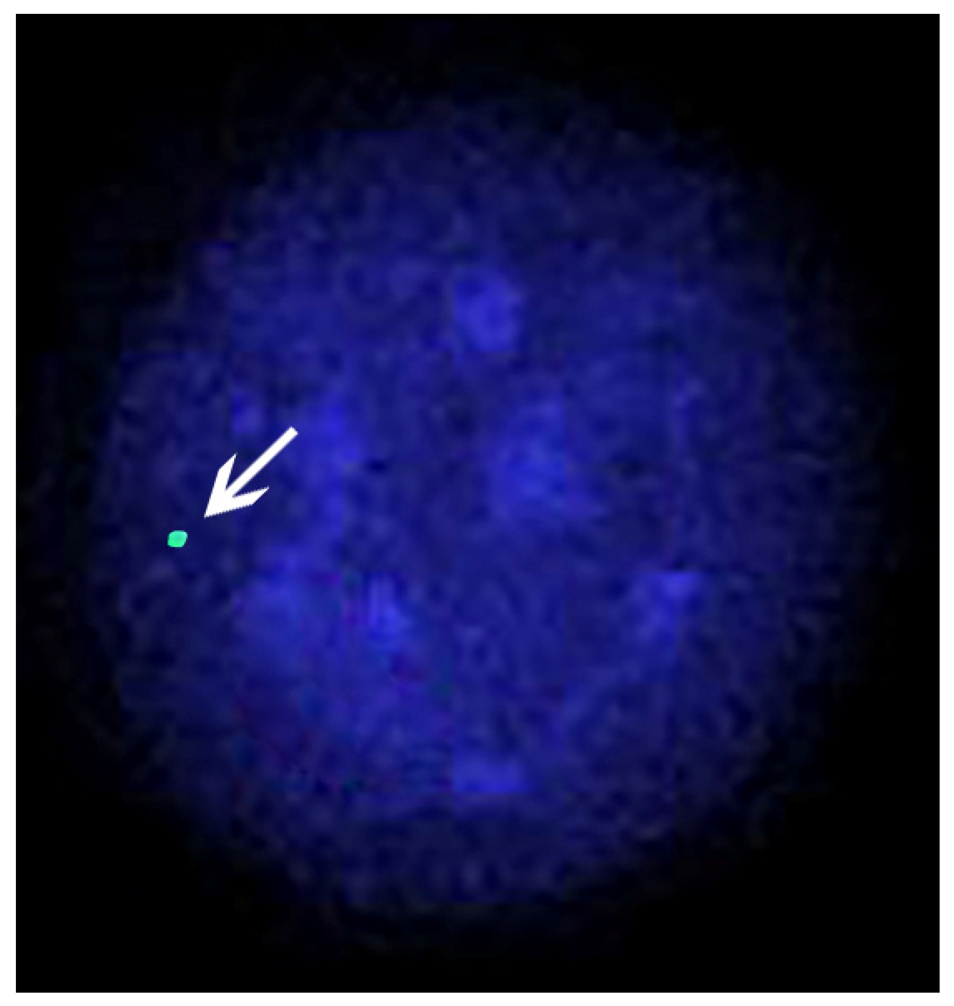 Animals 11 03109 g006 Animals 11 03109 g006