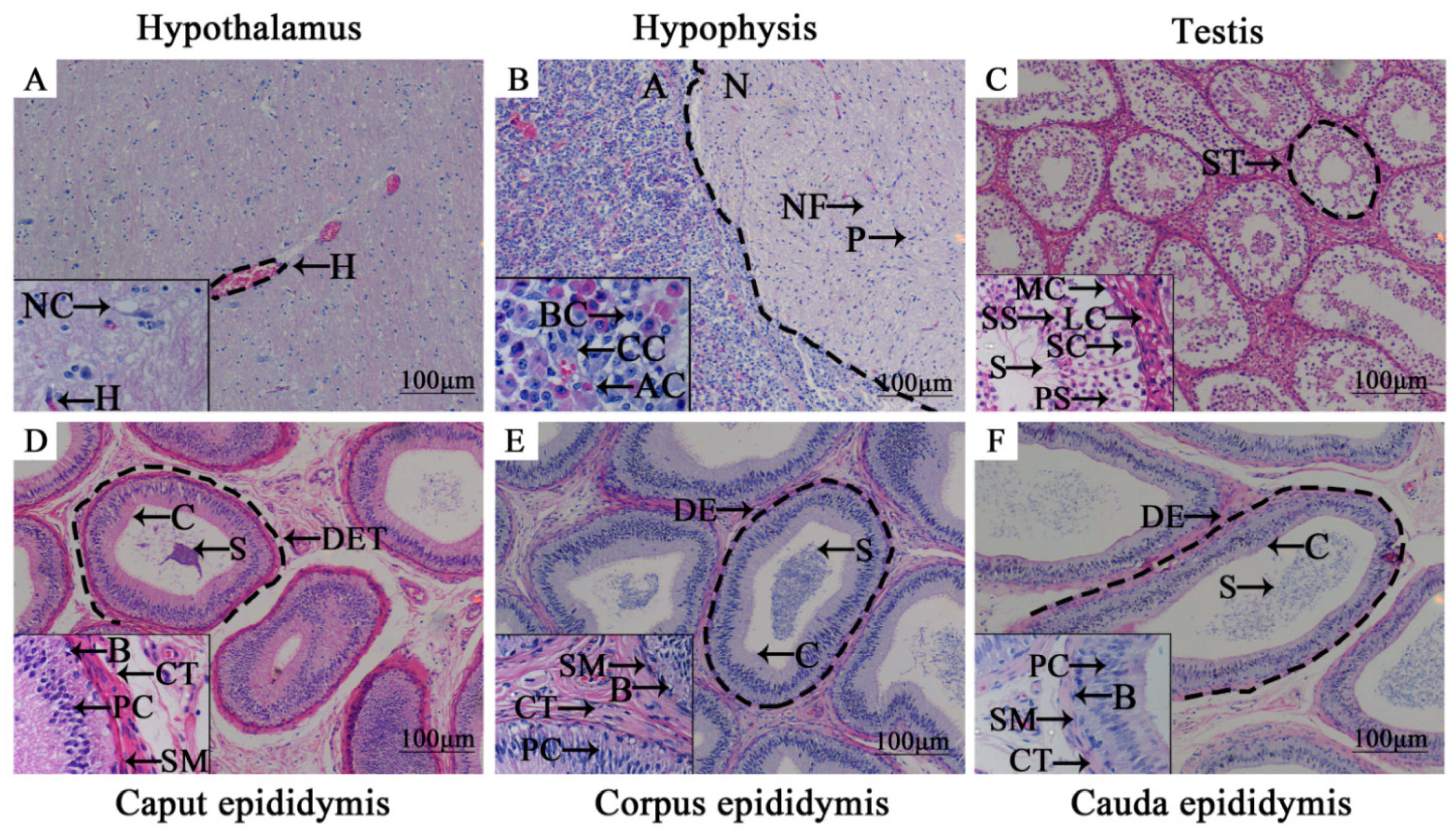 Animals 11 03117 g001 550