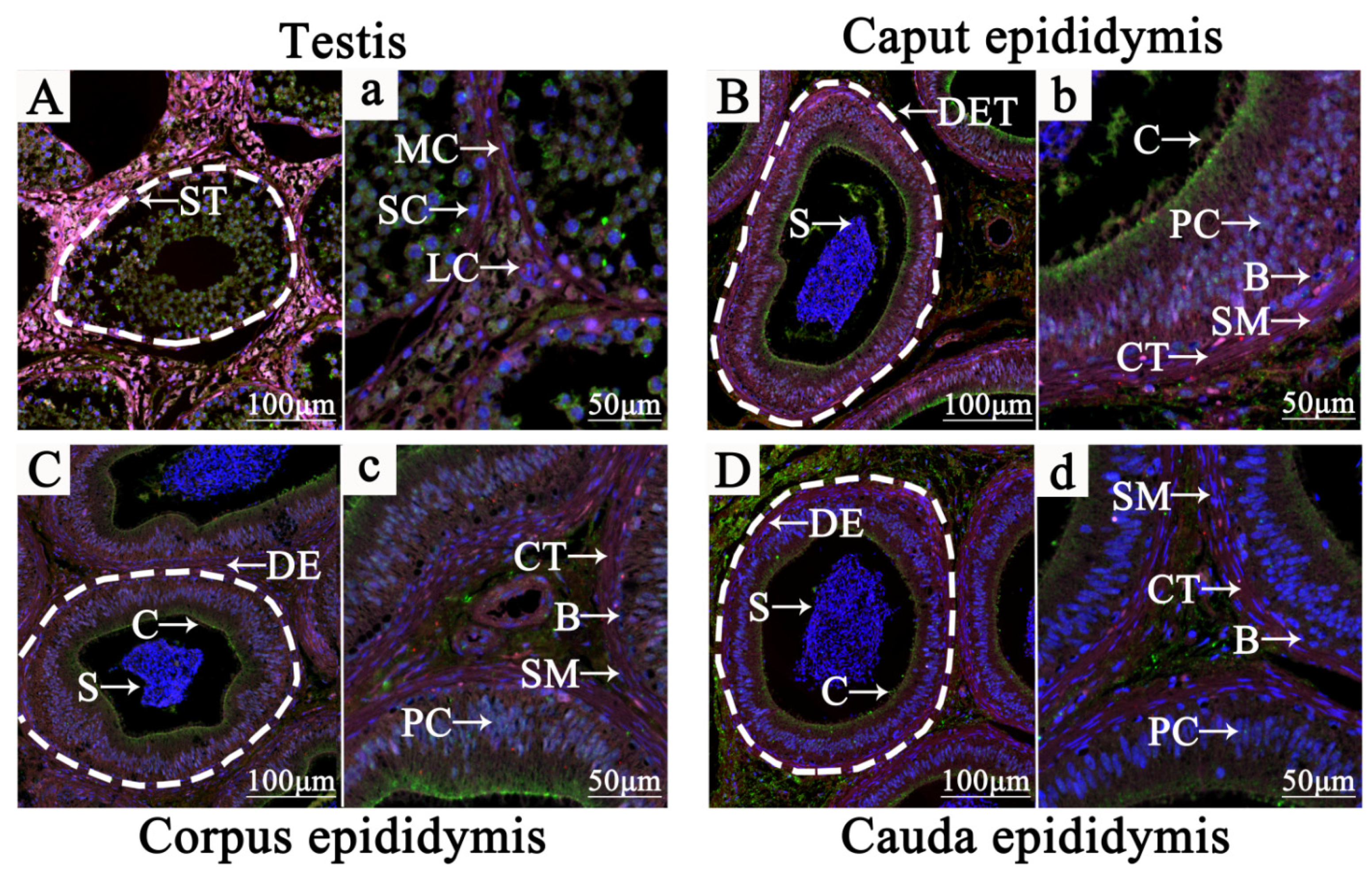 Animals 11 03117 g003 550