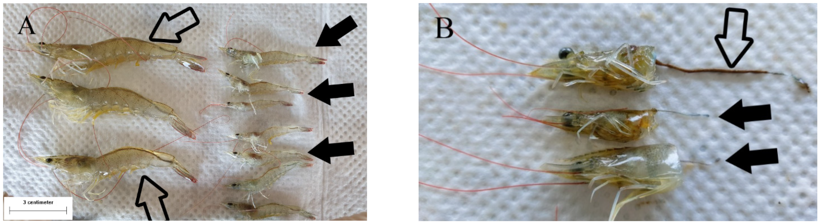 Animals 11 03150 g001