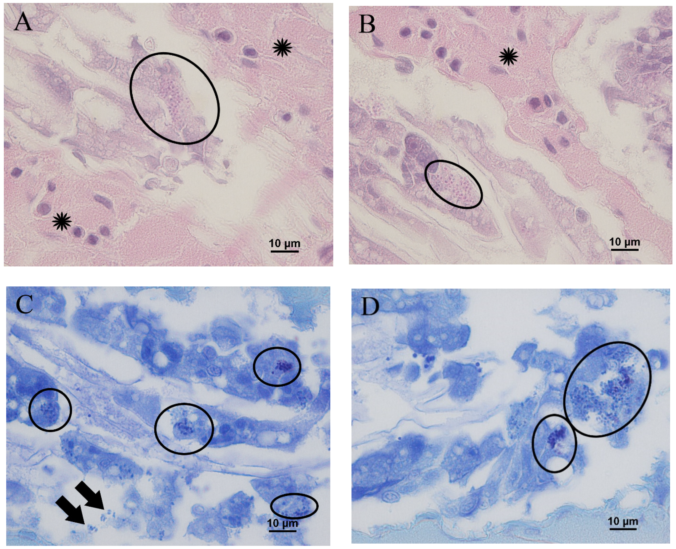 Animals 11 03150 g003