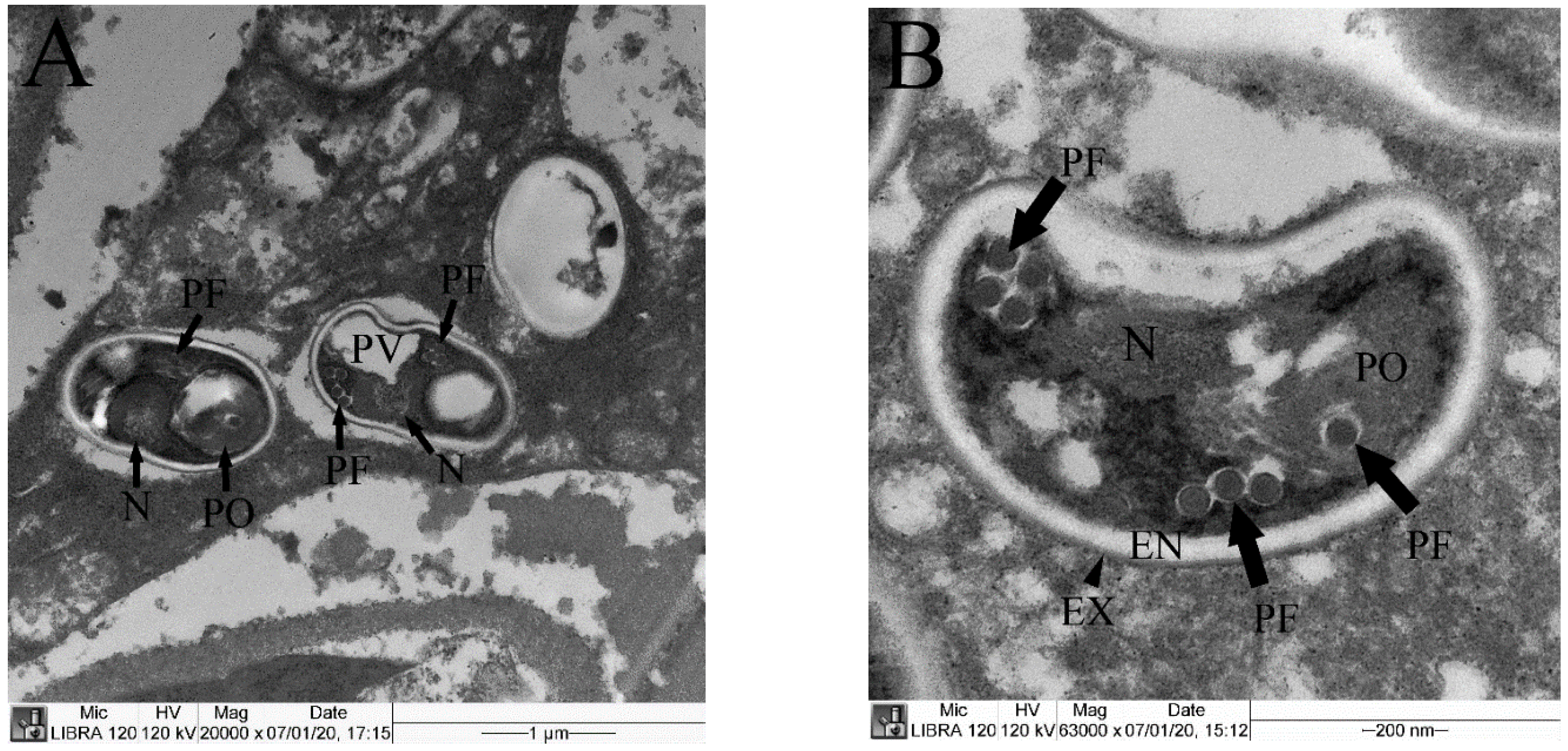 Animals 11 03150 g004