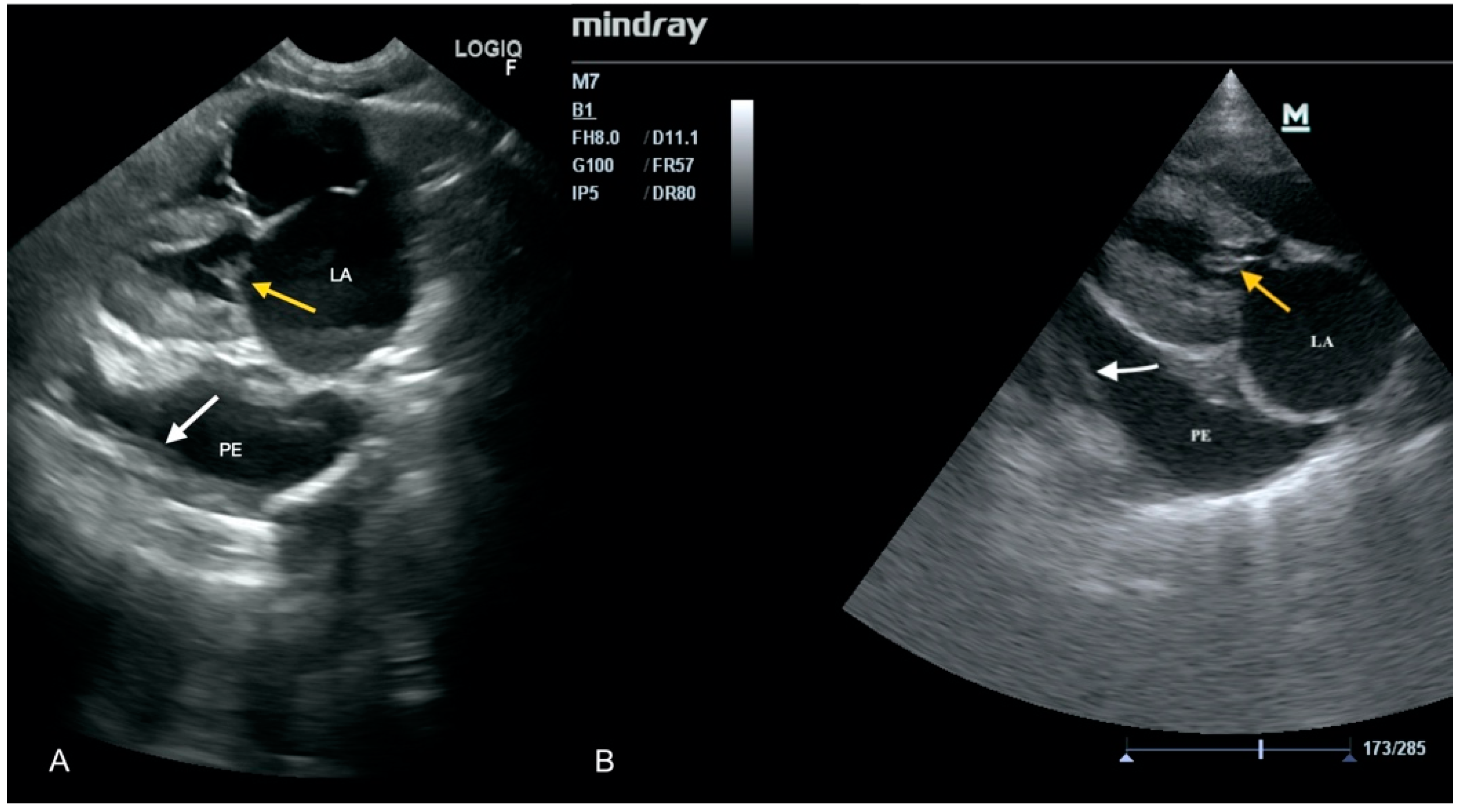 Animals 11 03162 g002