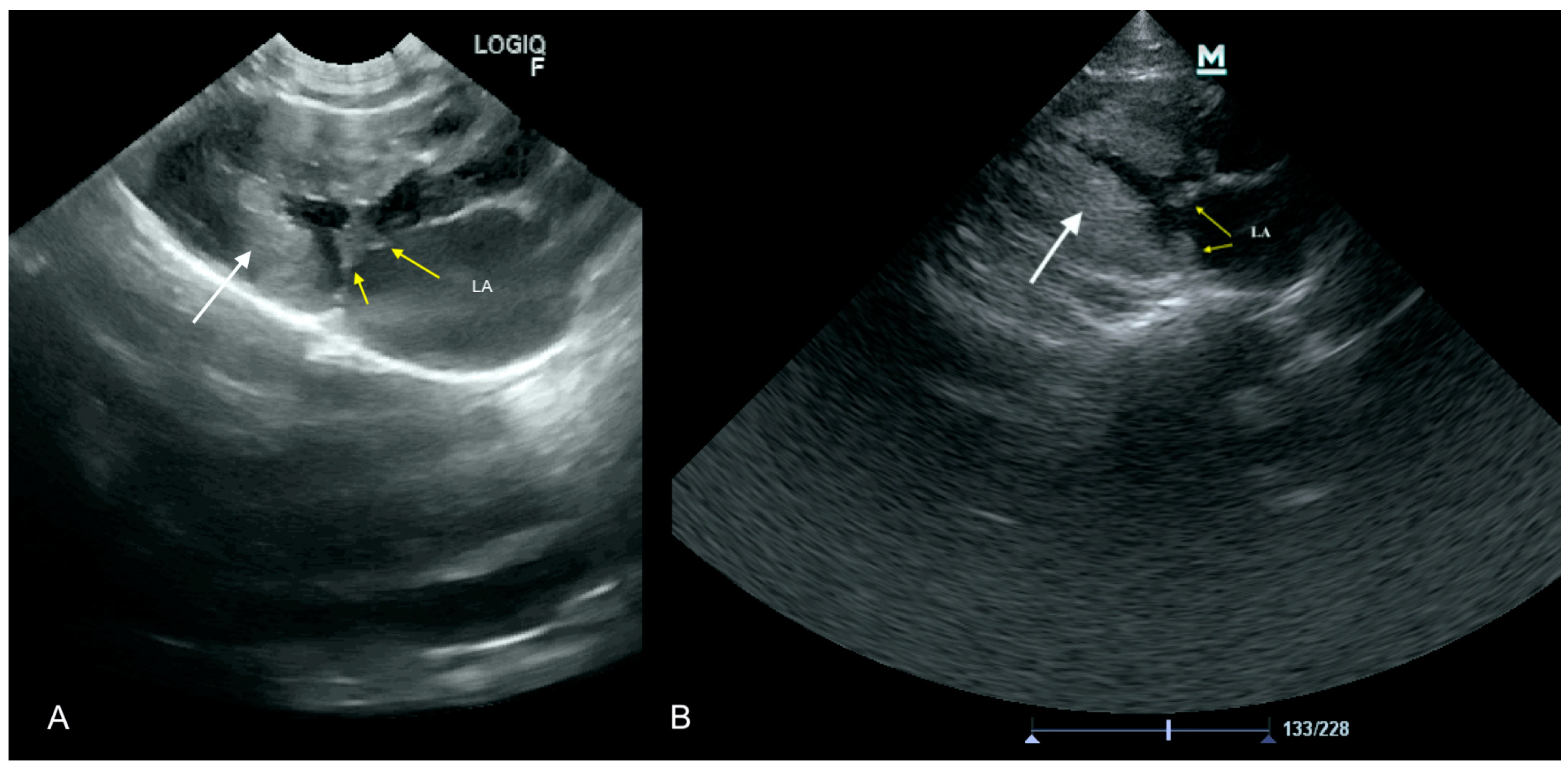 Animals 11 03162 g004