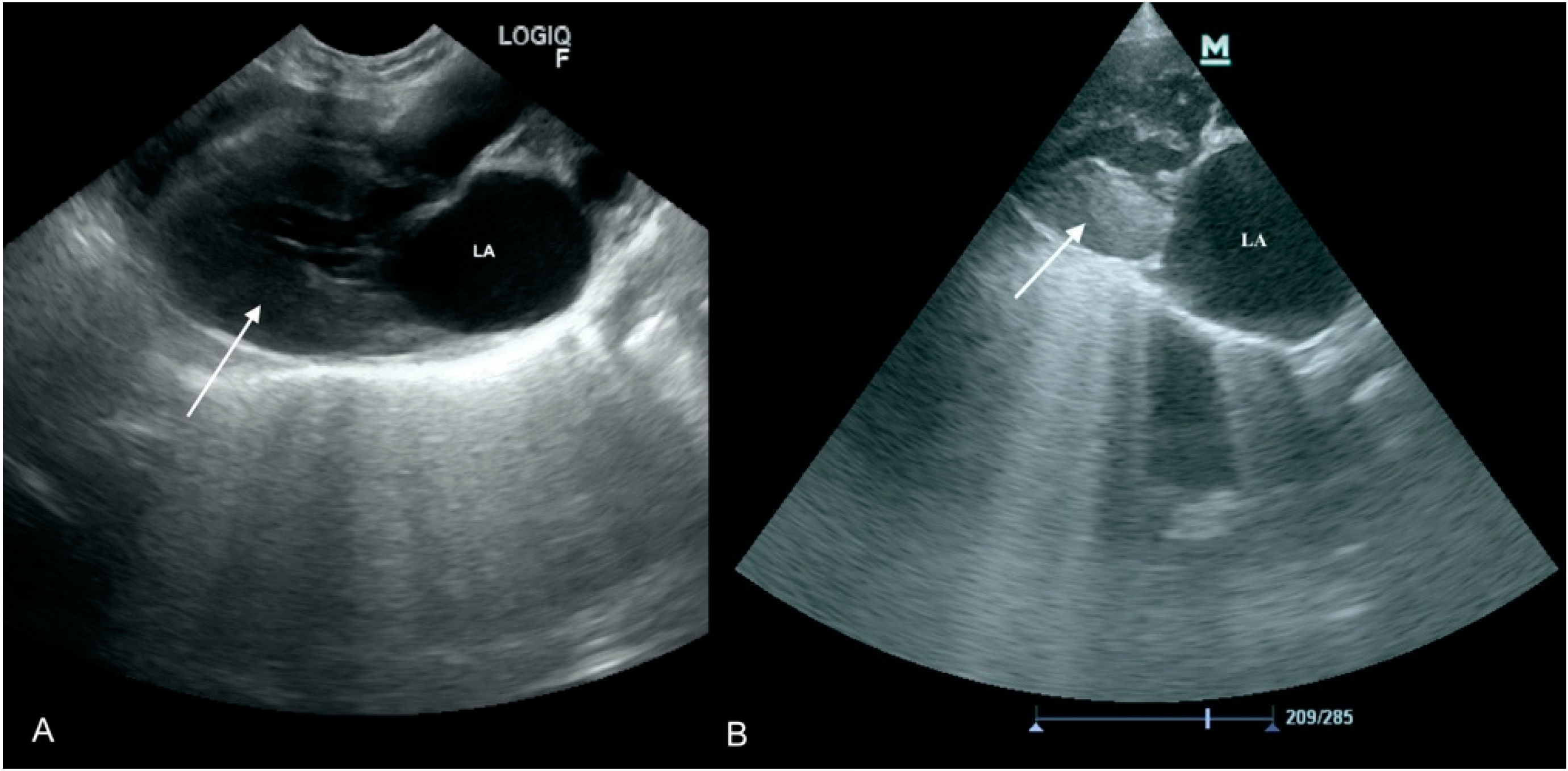 Animals 11 03162 g005