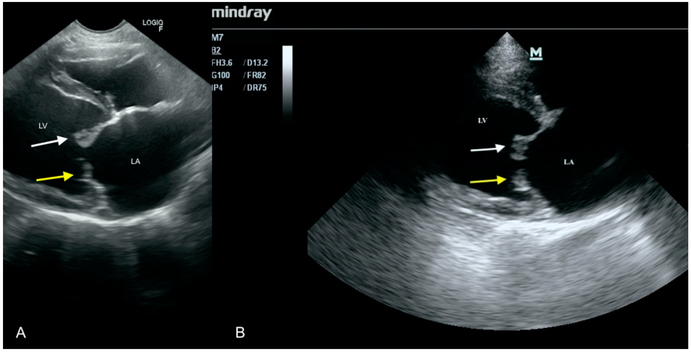 Animals 11 03162 g006