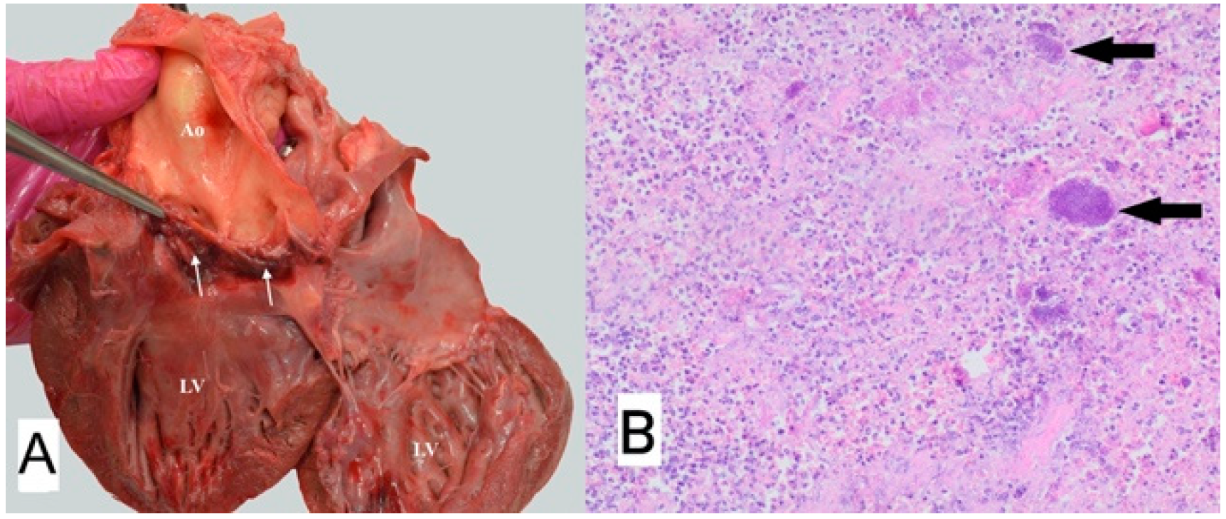 Animals 11 03162 g008