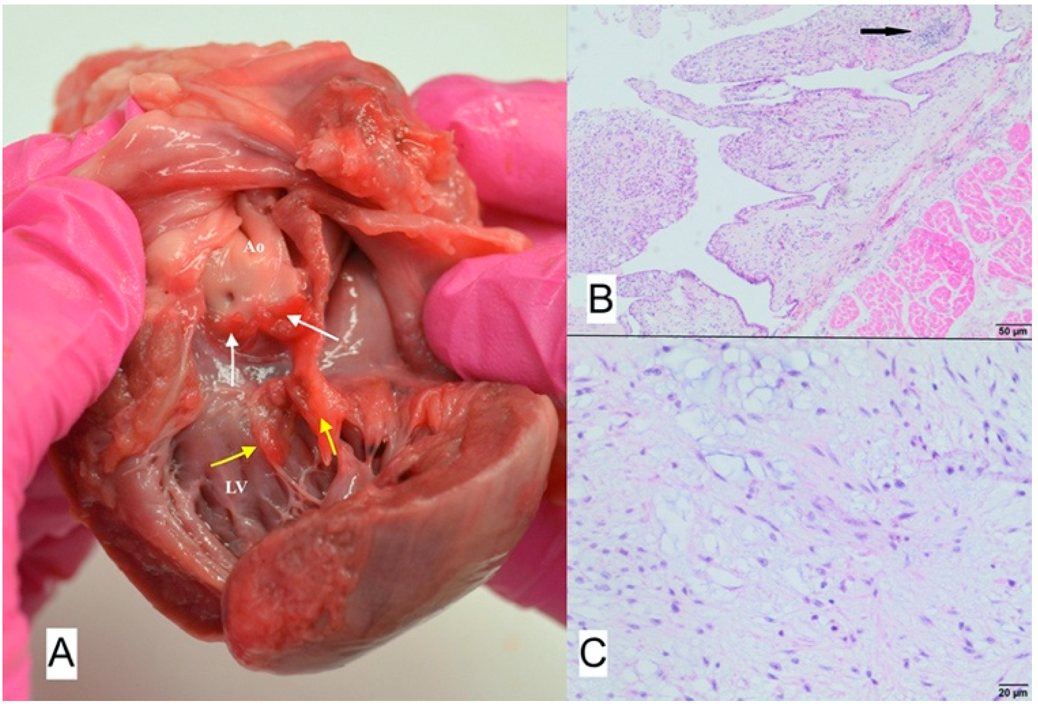 Animals 11 03162 g009