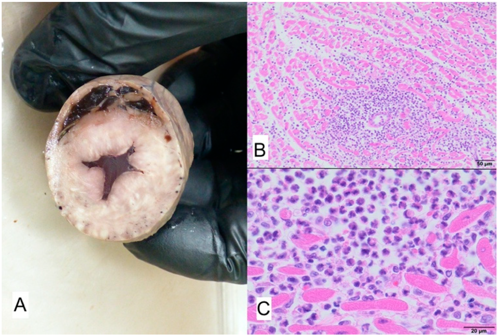 Animals 11 03162 g010