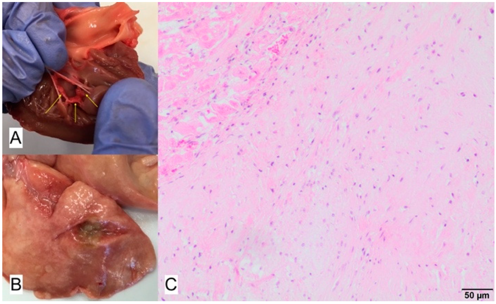 Animals 11 03162 g011