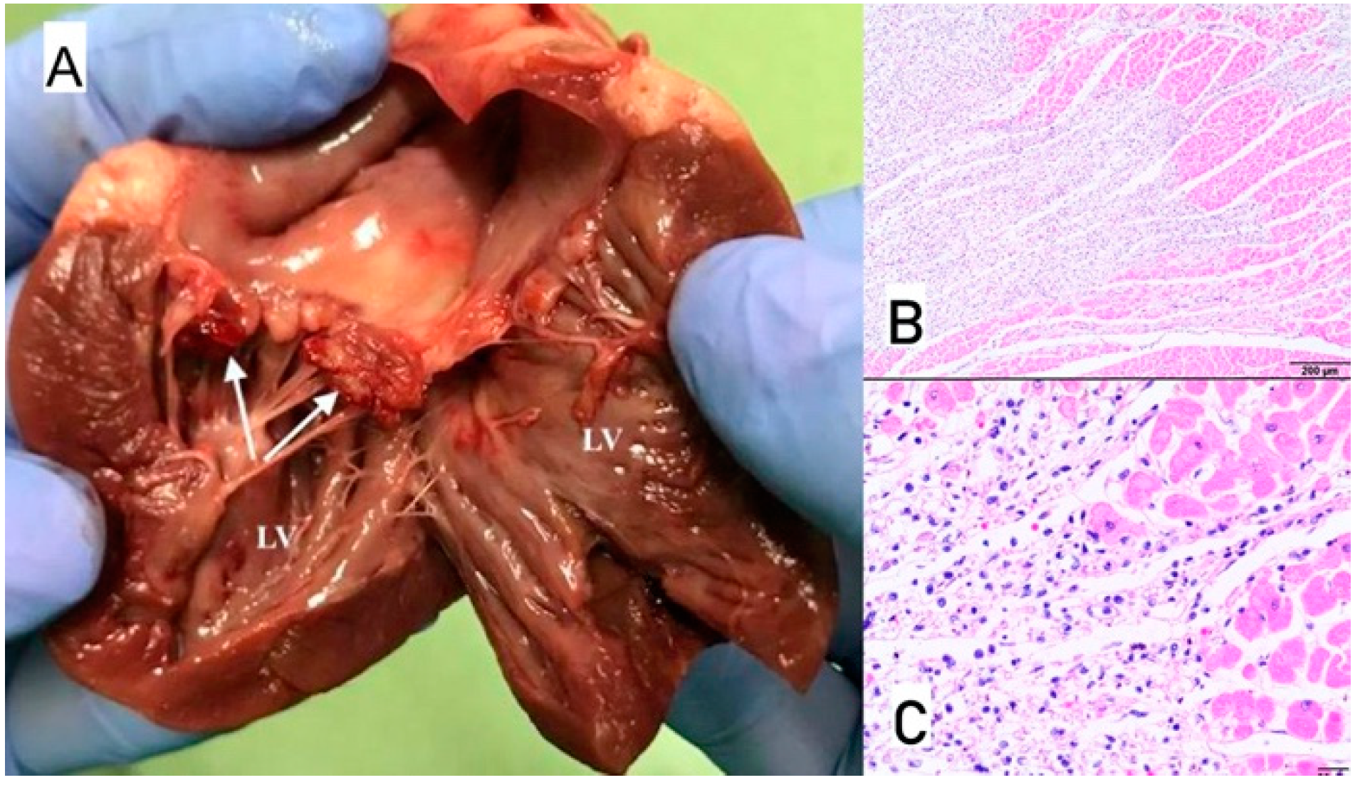 Animals 11 03162 g013