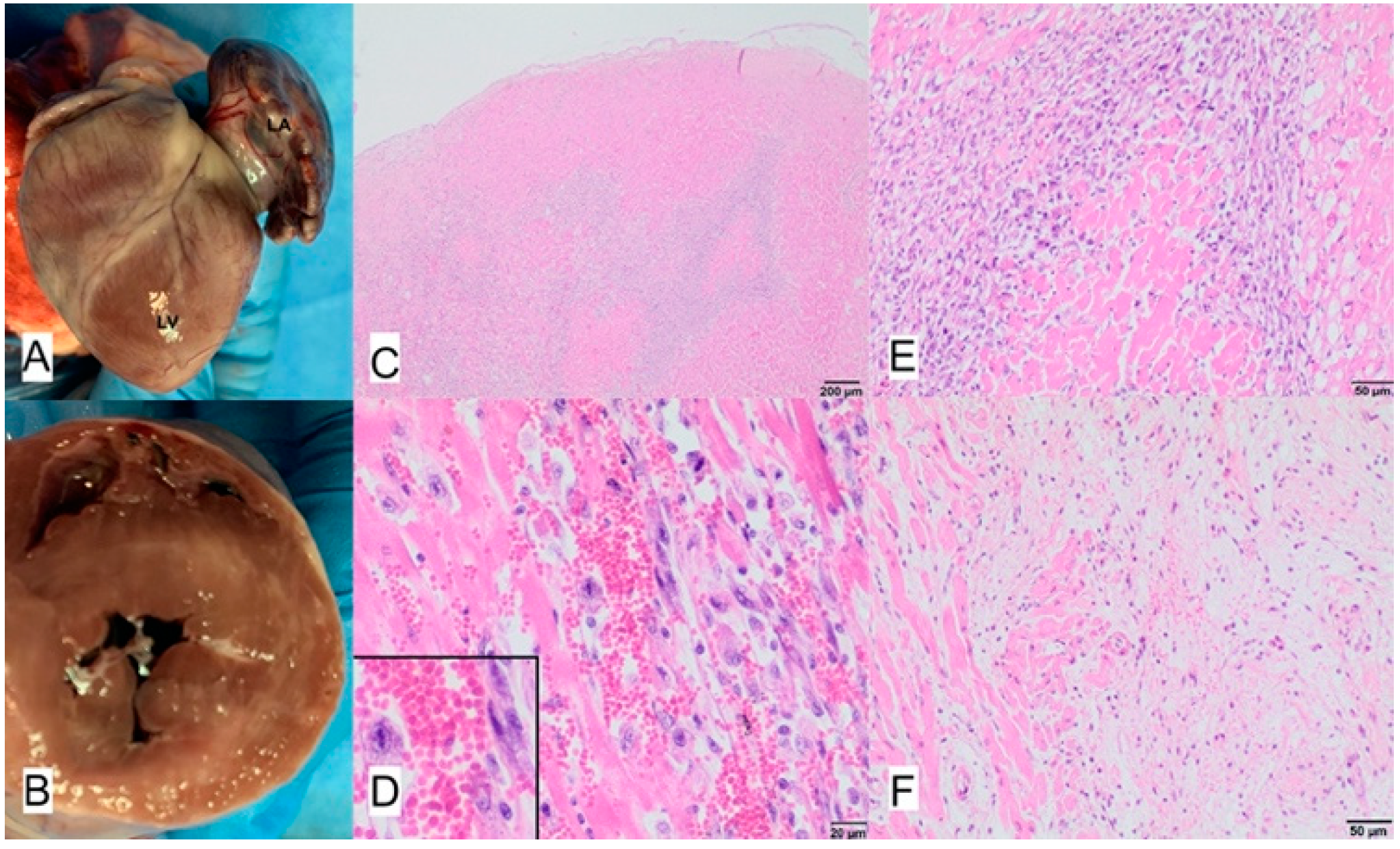 Animals 11 03162 g014