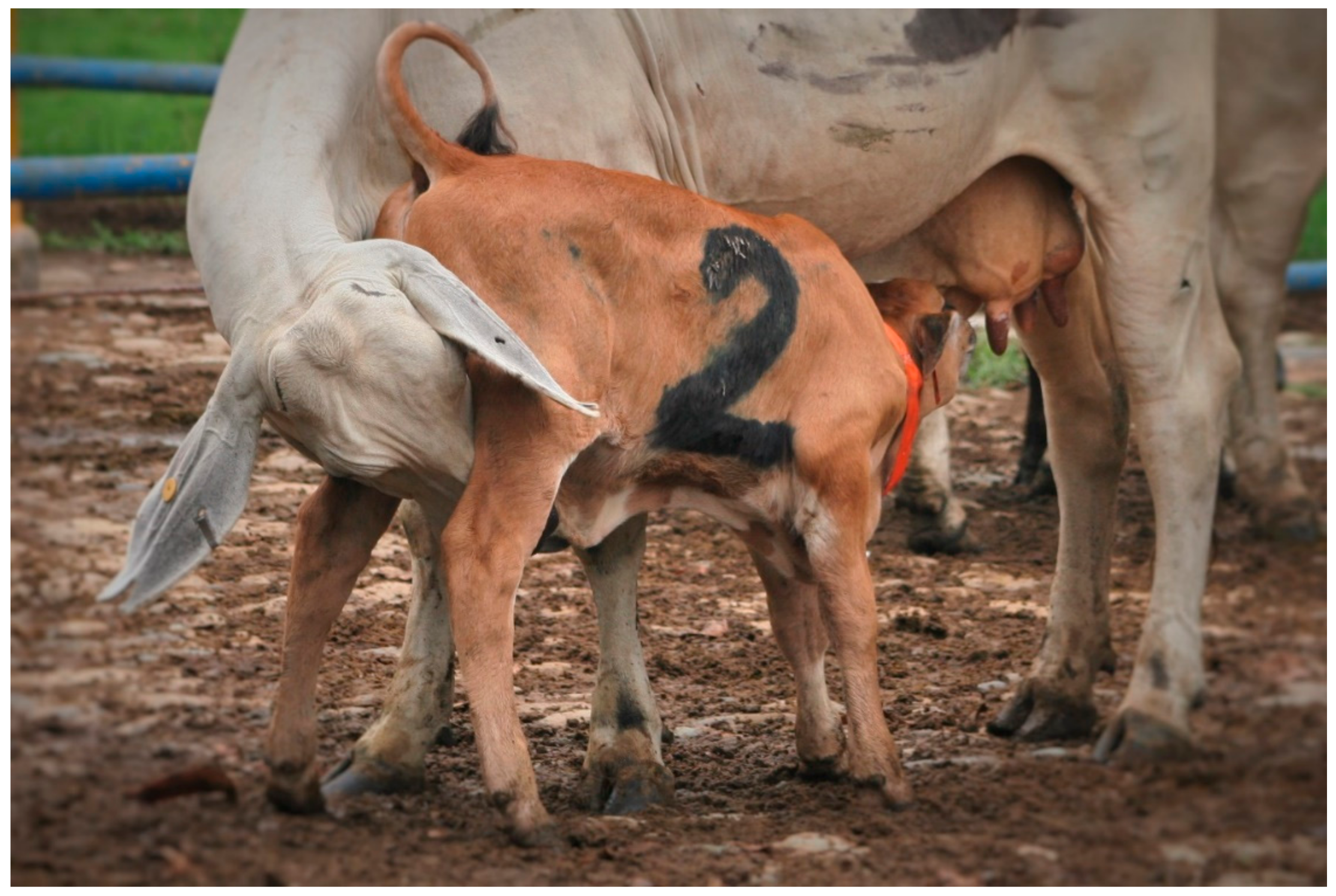 Animals | Free Full-Text | The Effect of Maternal Behavior around Calving  on Reproduction and Wellbeing of Zebu Type Cows and Calves