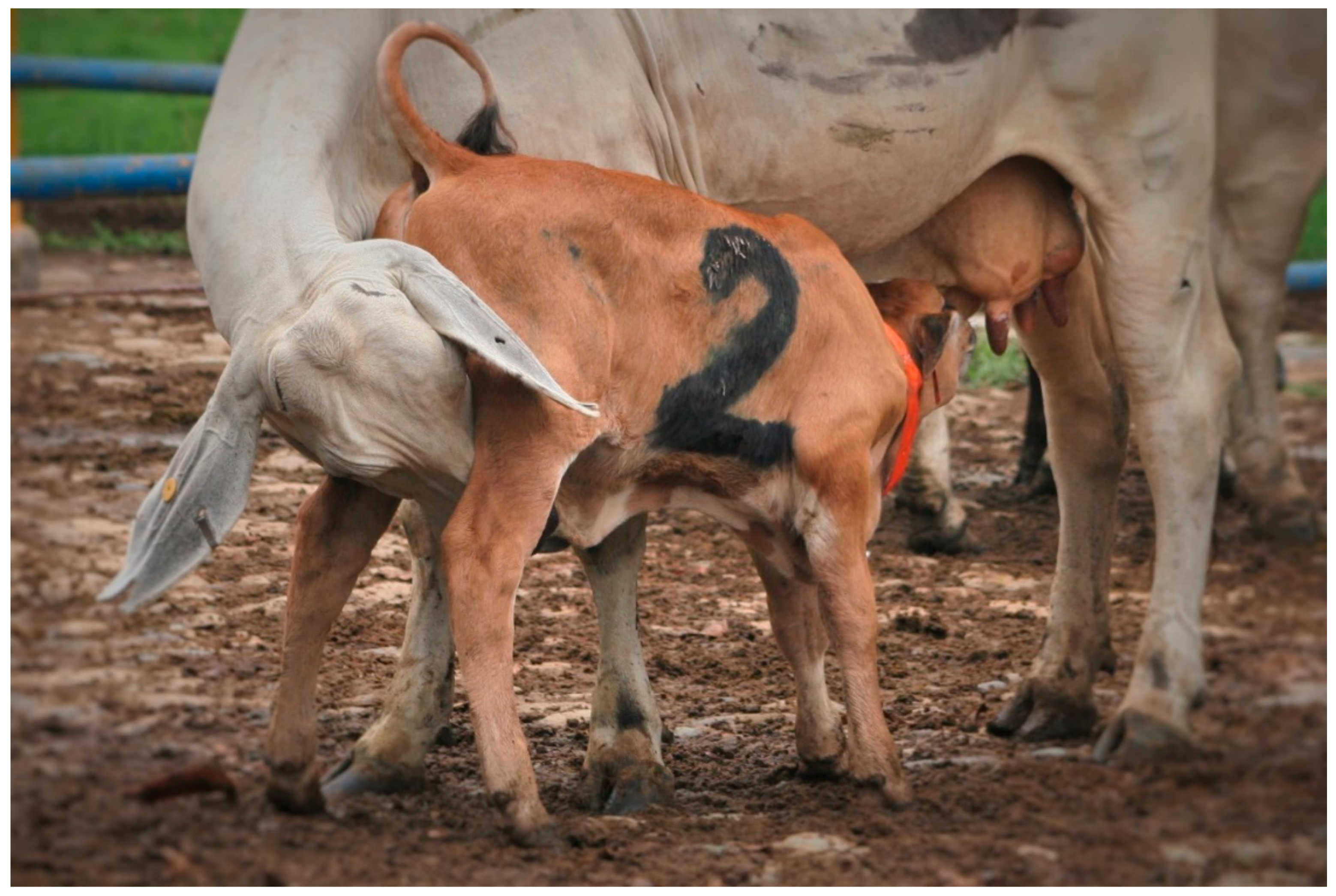 CF on X: My students are adopting a dairy cow this year and would