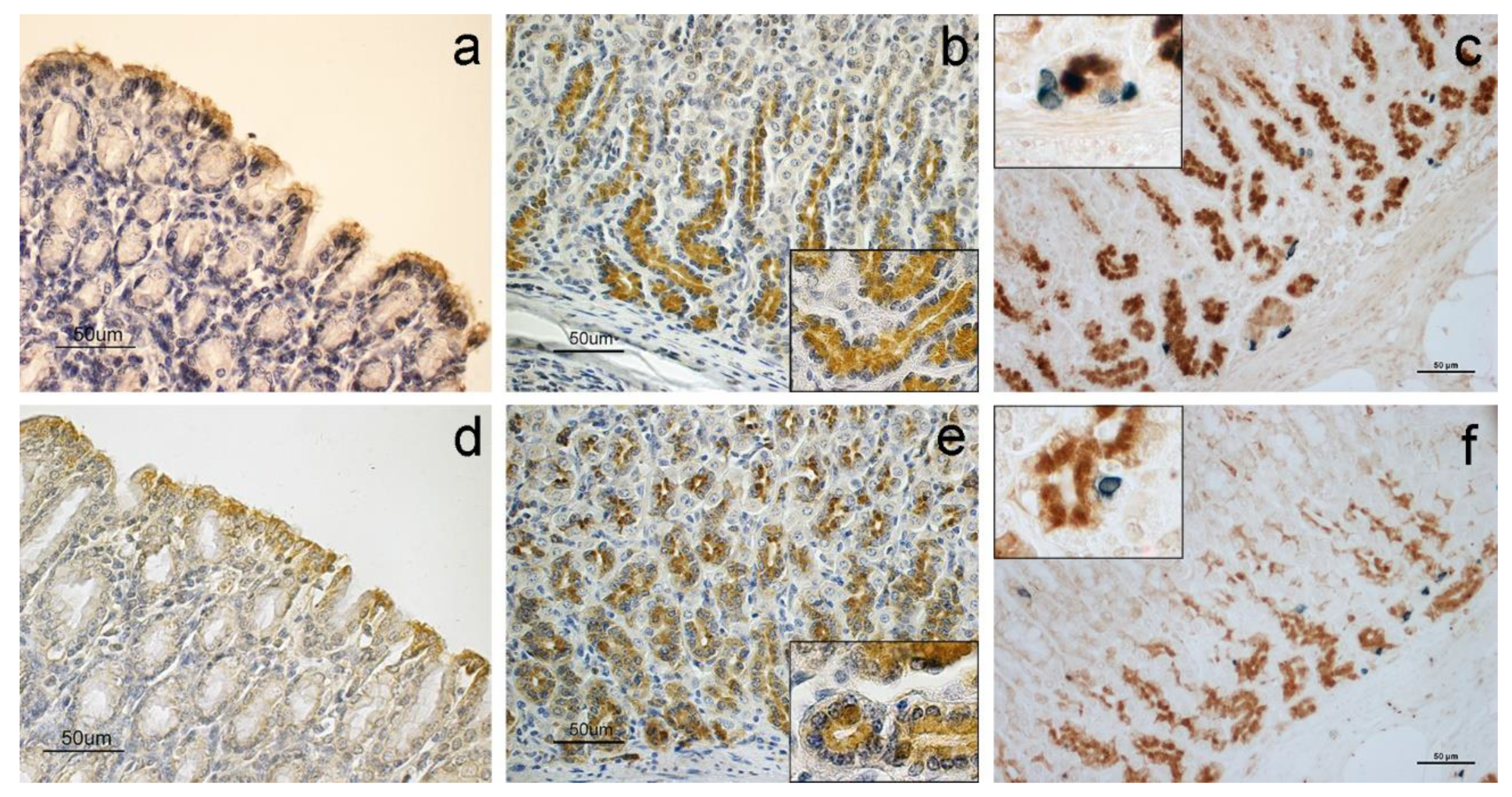 Animals 11 03173 g001