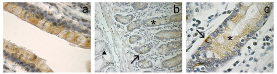 The Apelinergic System Immuno-Detection in the Abomasum and Duodenum of ...