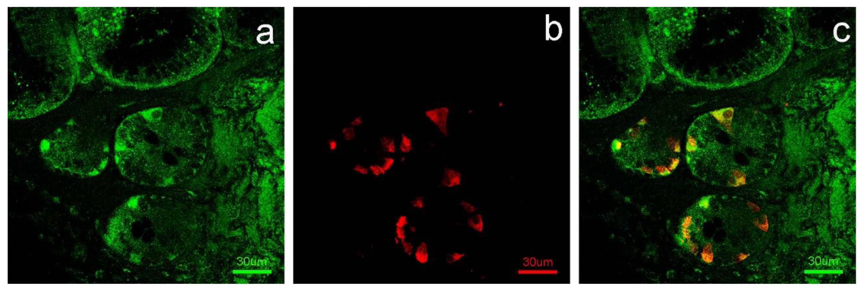 Animals 11 03173 g003