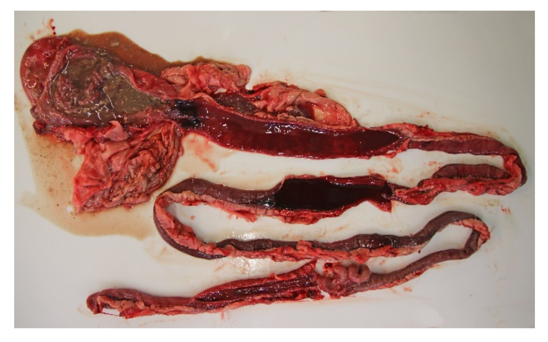 Animals 11 03201 g003 550