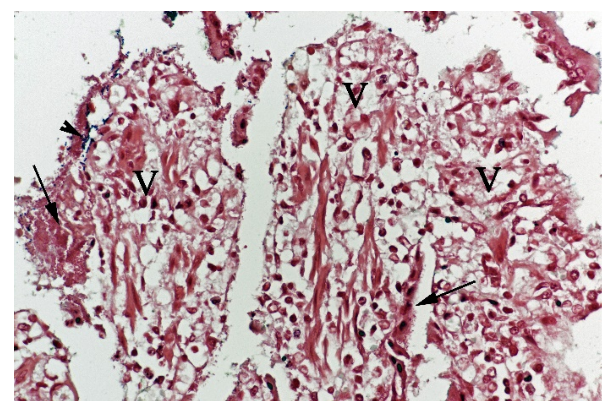 Animals 11 03201 g005 550