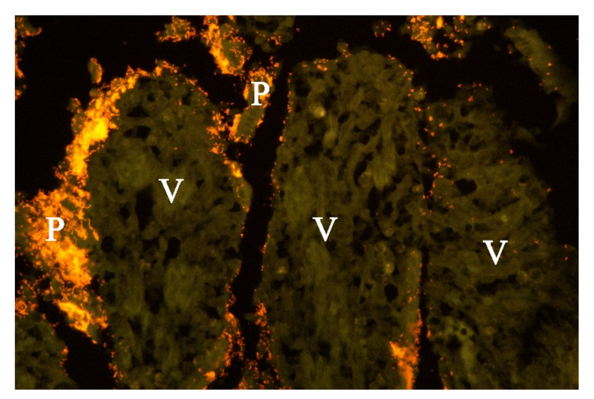 Animals 11 03201 g006 550