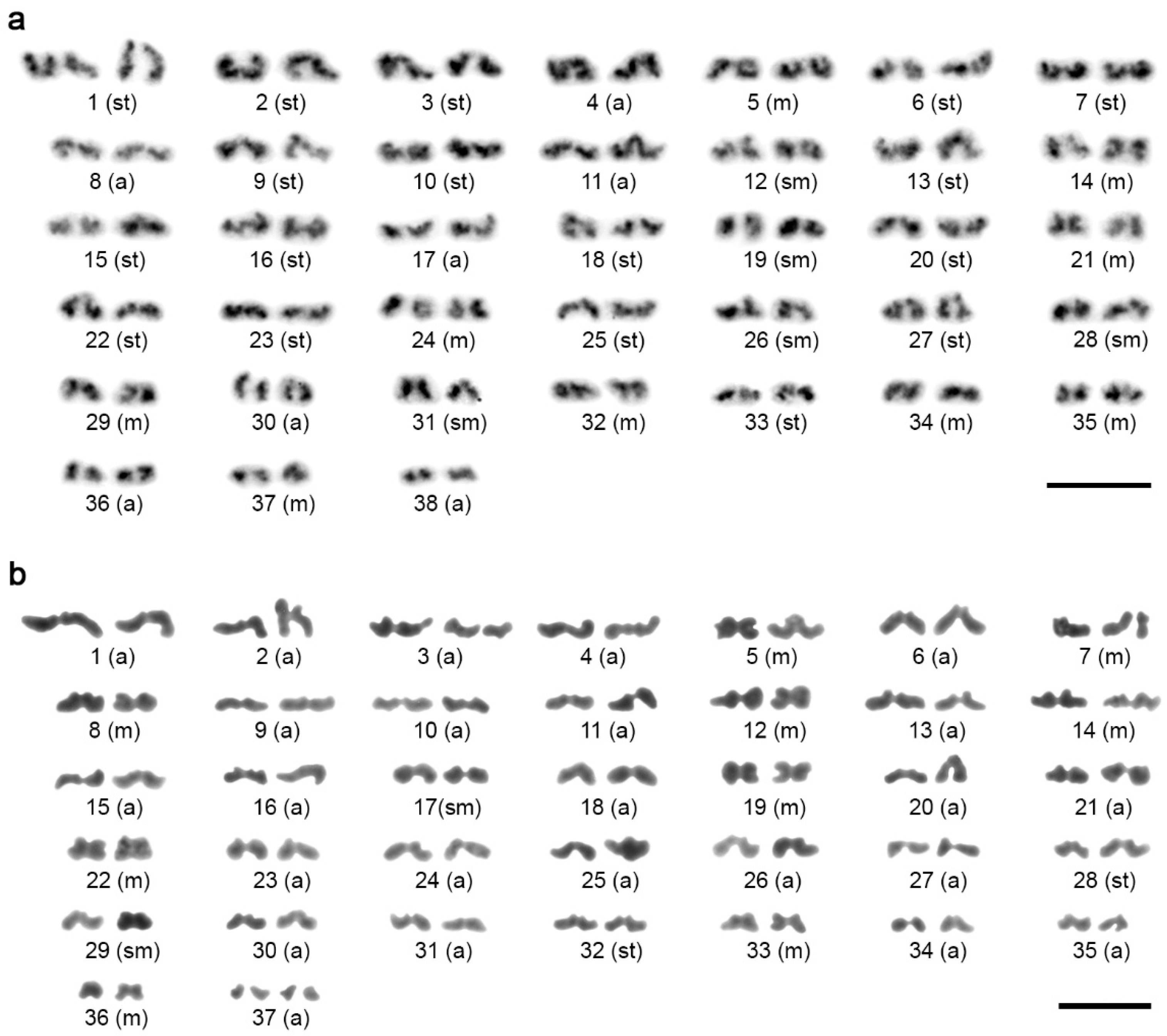 Animals 11 03233 g002