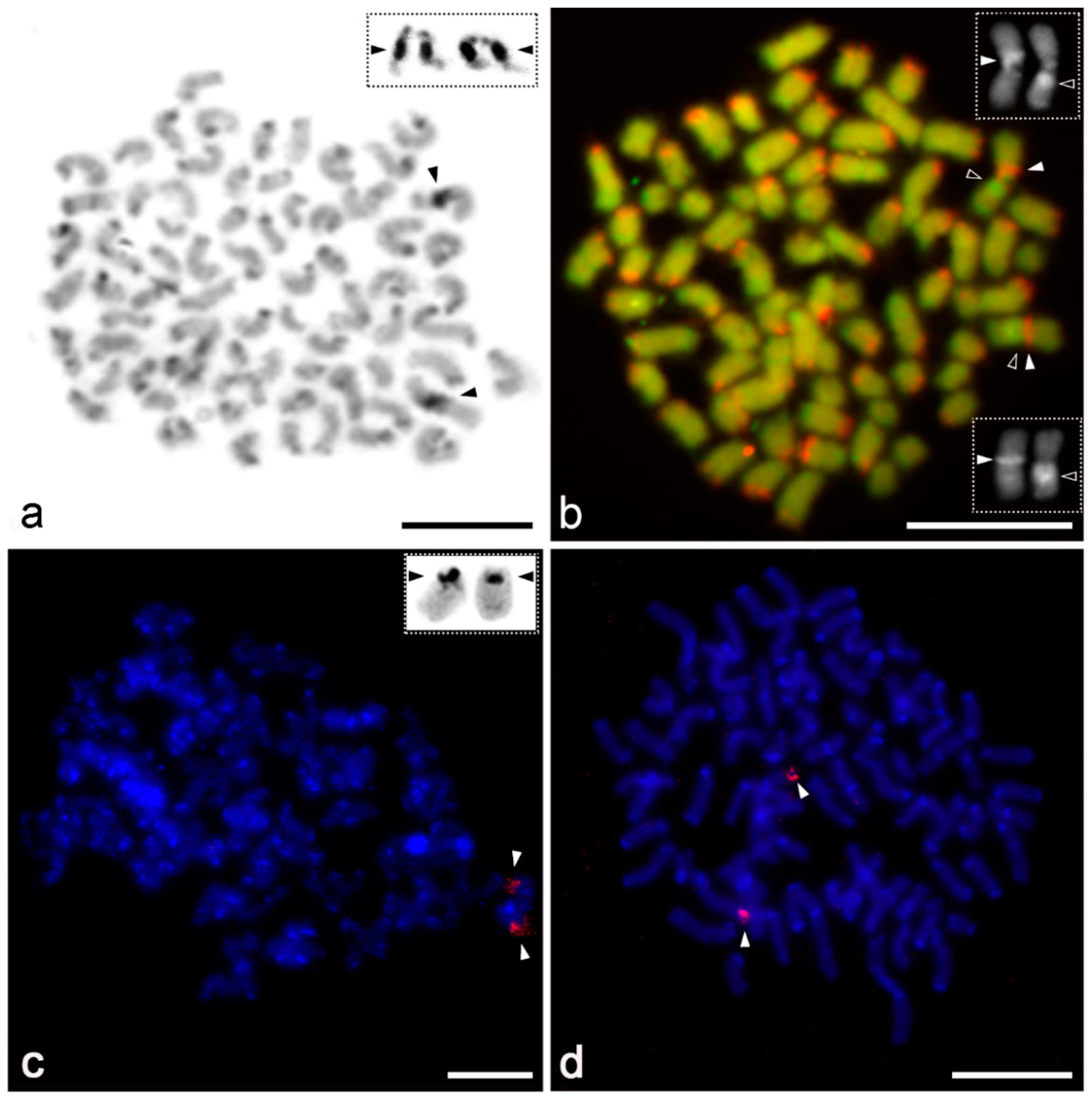 Animals 11 03233 g005