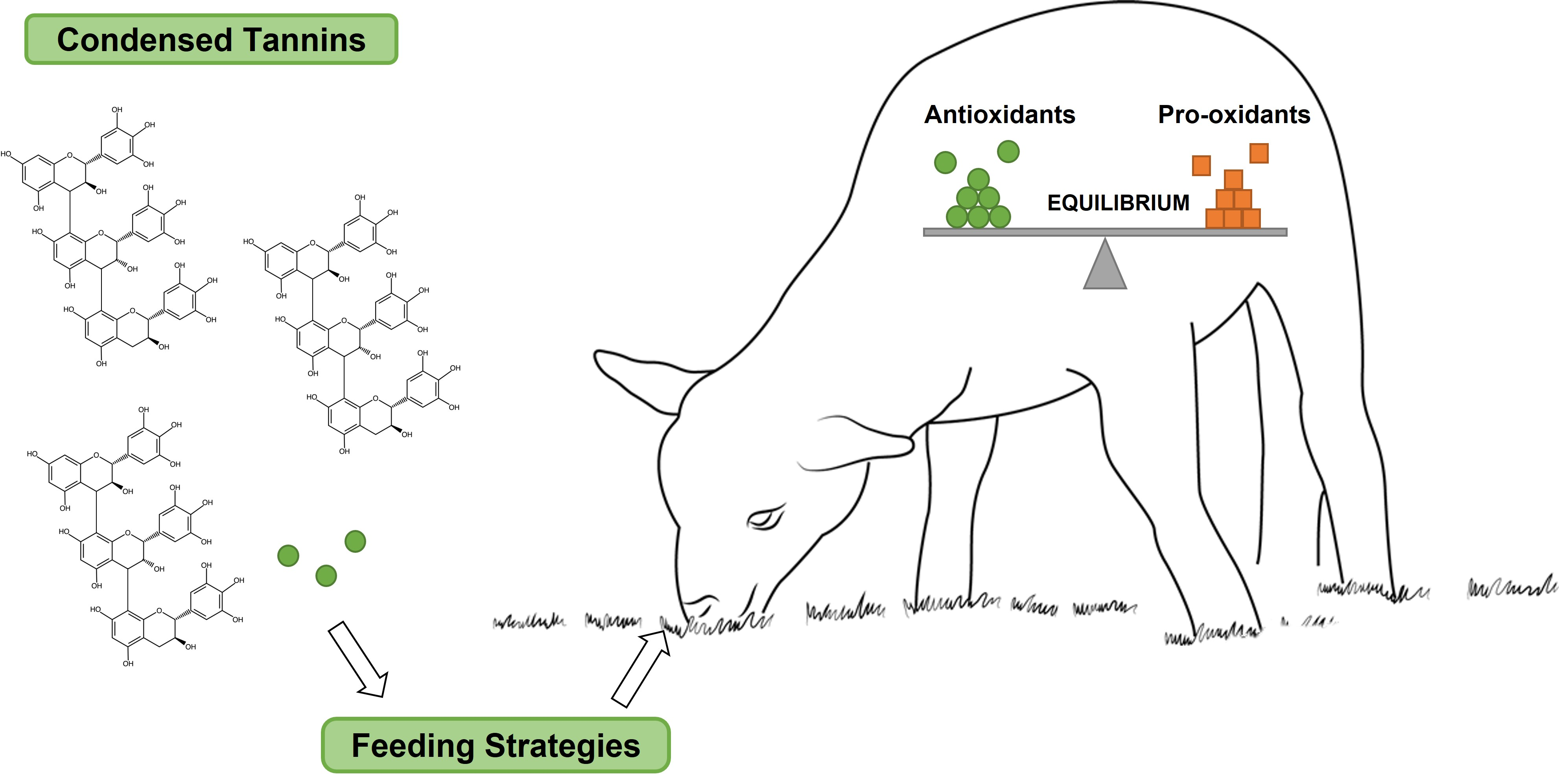 Animals Free FullText Condensed Tannins as Antioxidants in