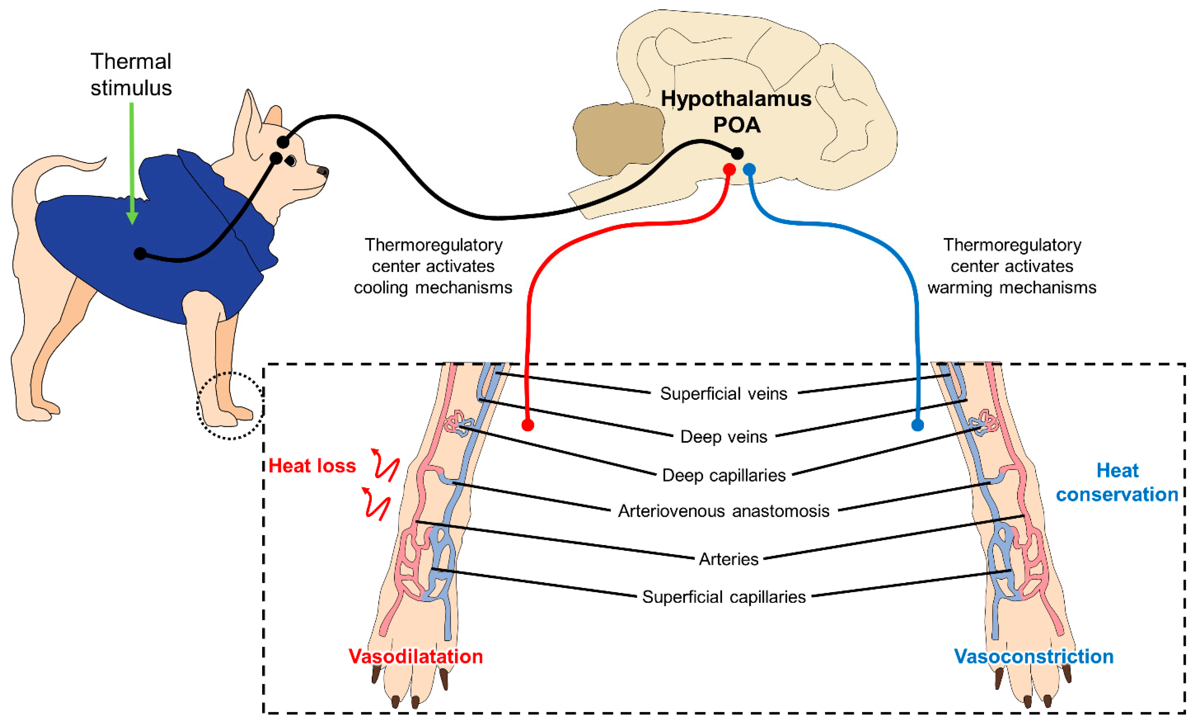 Animals 11 03263 g002 550