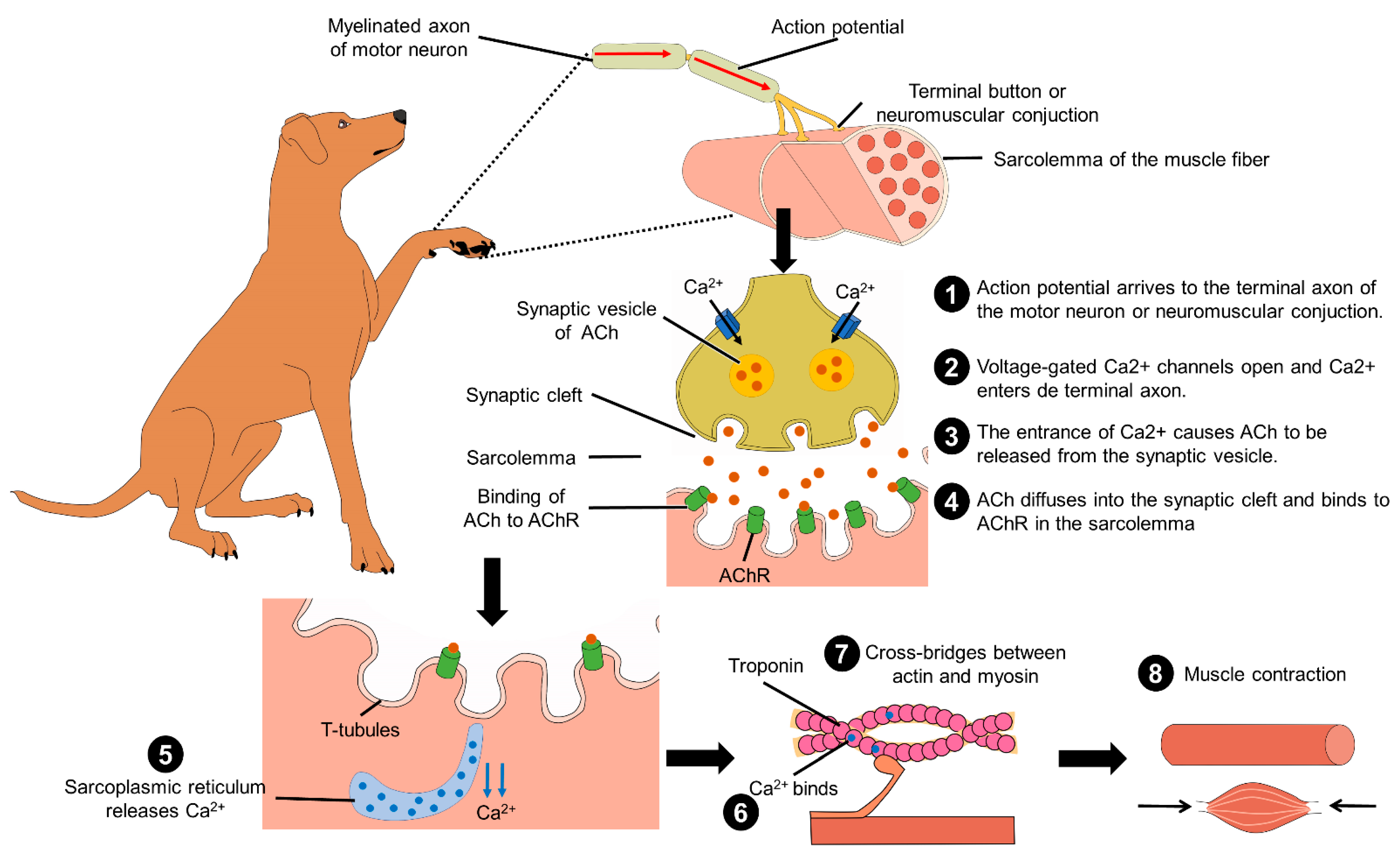 Animals | Free Full-Text | Anthropomorphism and Its Adverse Effects on the Distress and Welfare of Companion Animals Animals | Free Full-Text | Anthropomorphism and Its Adverse Effects on the Distress and Welfare of Companion Animals