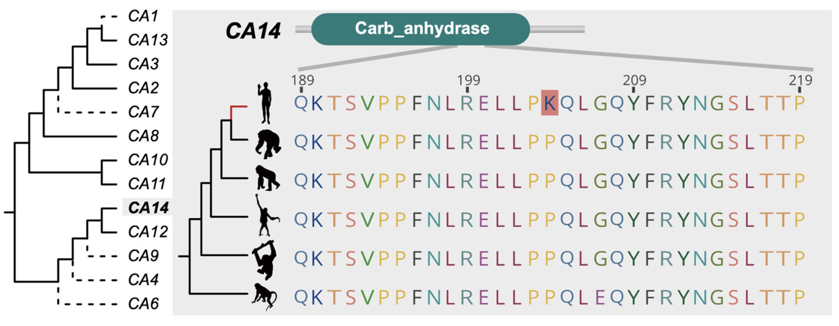 Animals 11 03264 g003