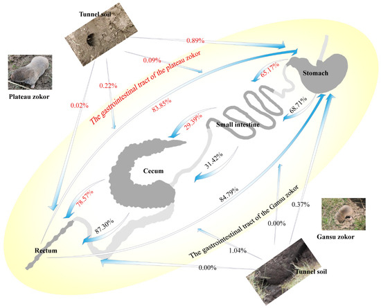Microbial Biogeography along the Gastrointestinal Tract Segments of ...