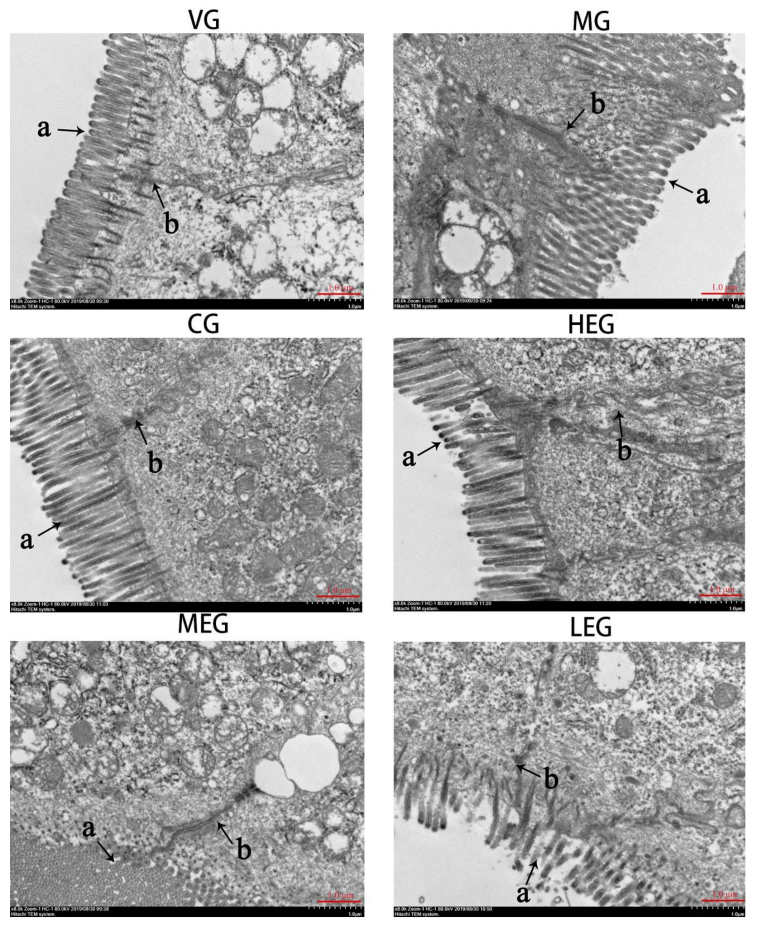 Animals 11 03314 g002 550