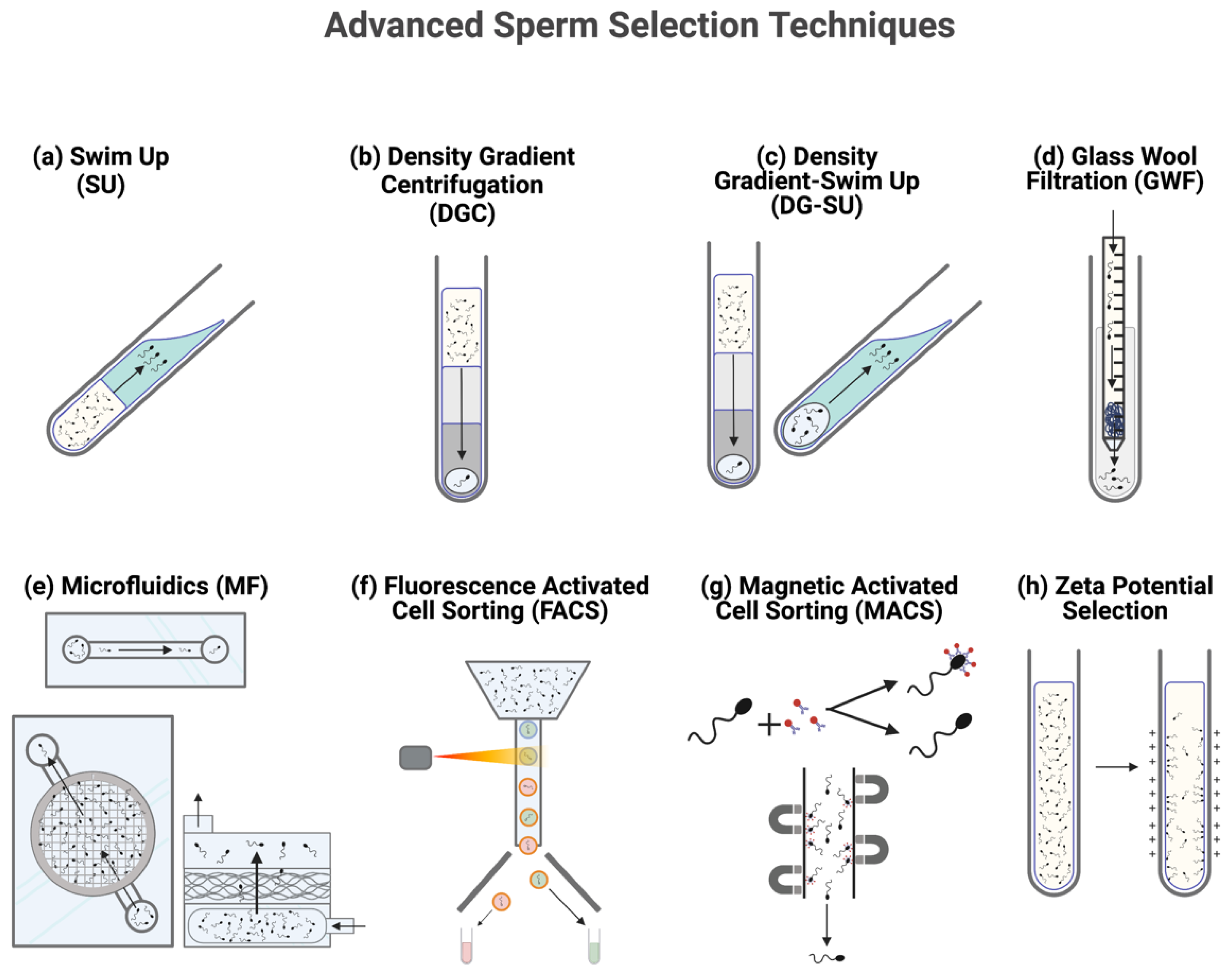 Animals | Free Full-Text | An Update on Semen Physiology, Technologies, and Selection Techniques for the Advancement of In Vitro Equine Embryo Production: Section II Animals | Free Full-Text | An Update on Semen Physiology, Technologies, and Selection Techniques for the Advancement of In Vitro Equine Embryo Production: Section II