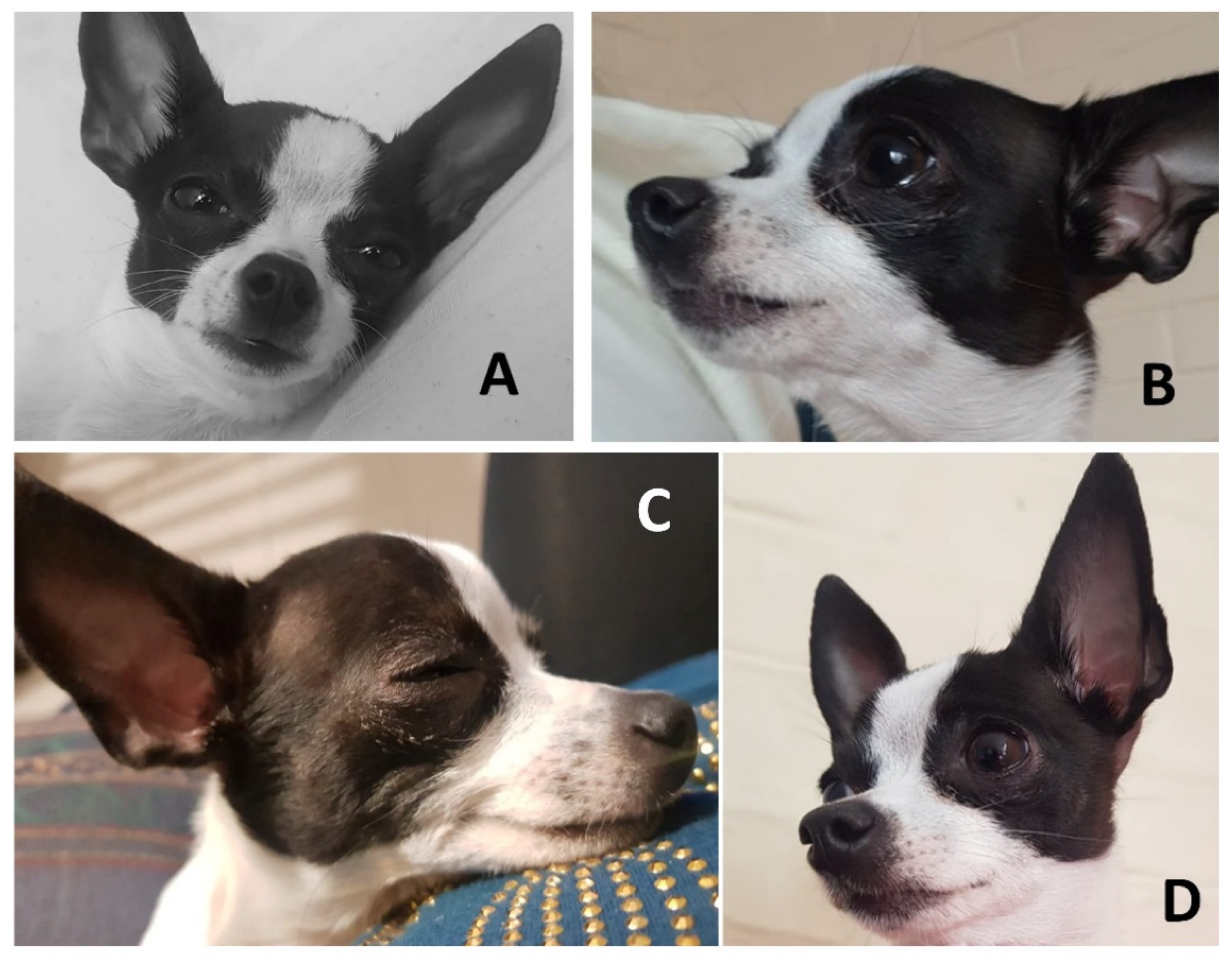 Animals 11 03334 g005