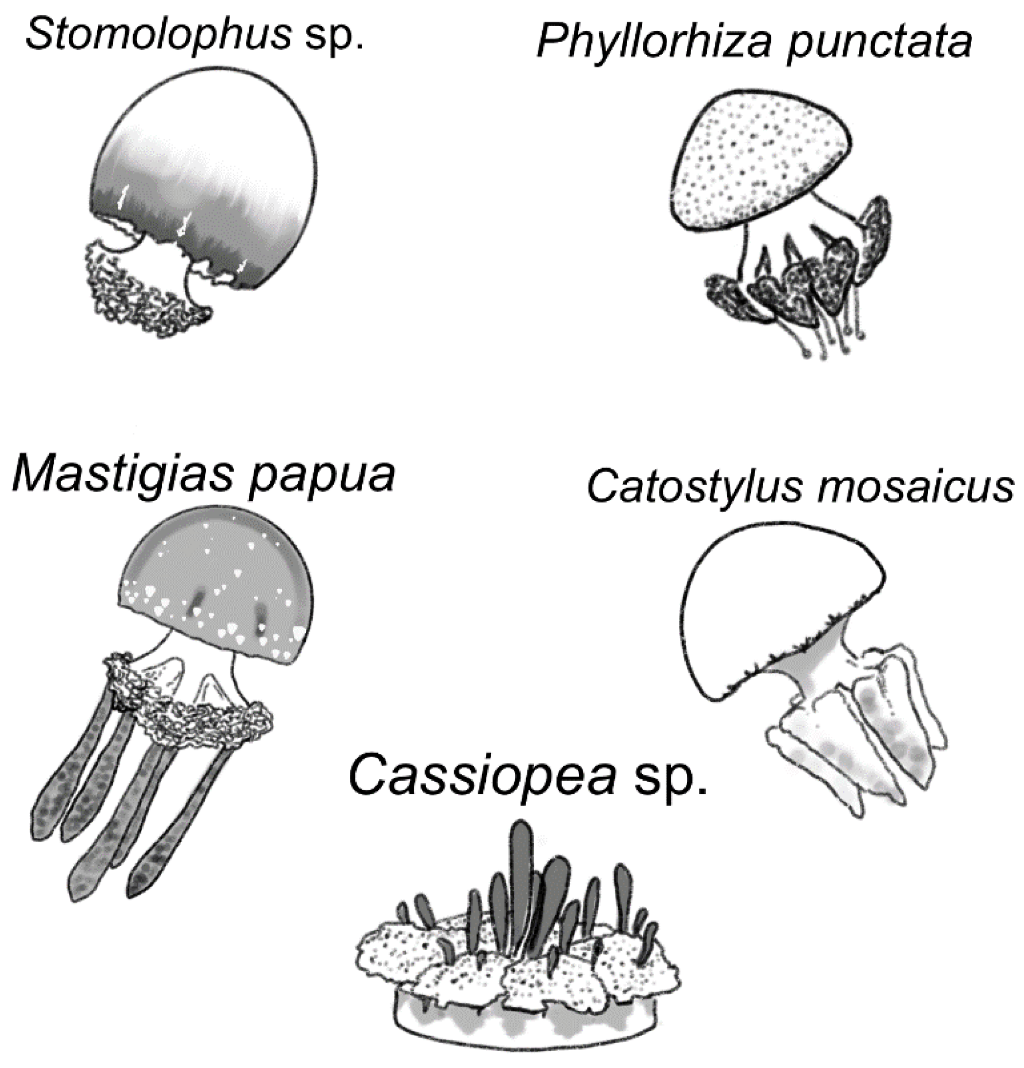 Animals 11 03357 g001 550