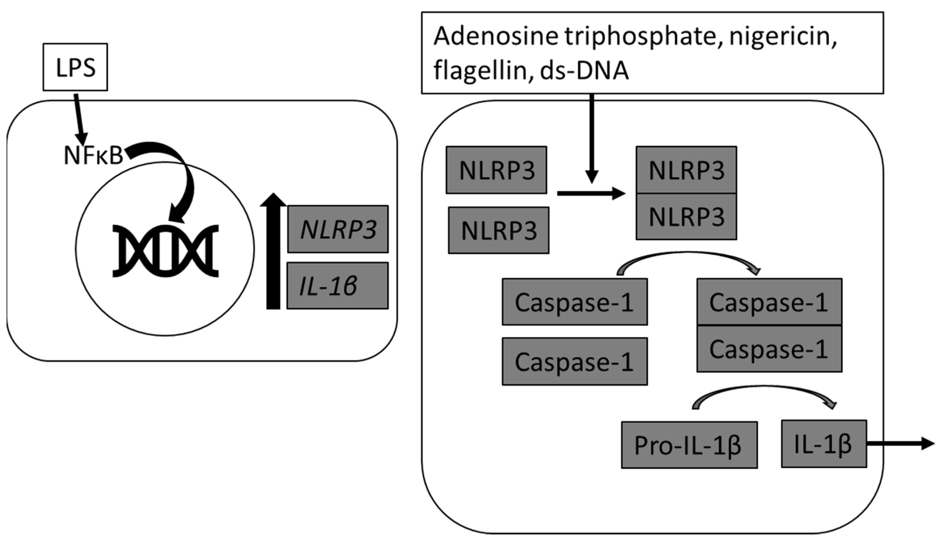 Animals 11 03362 g001 550