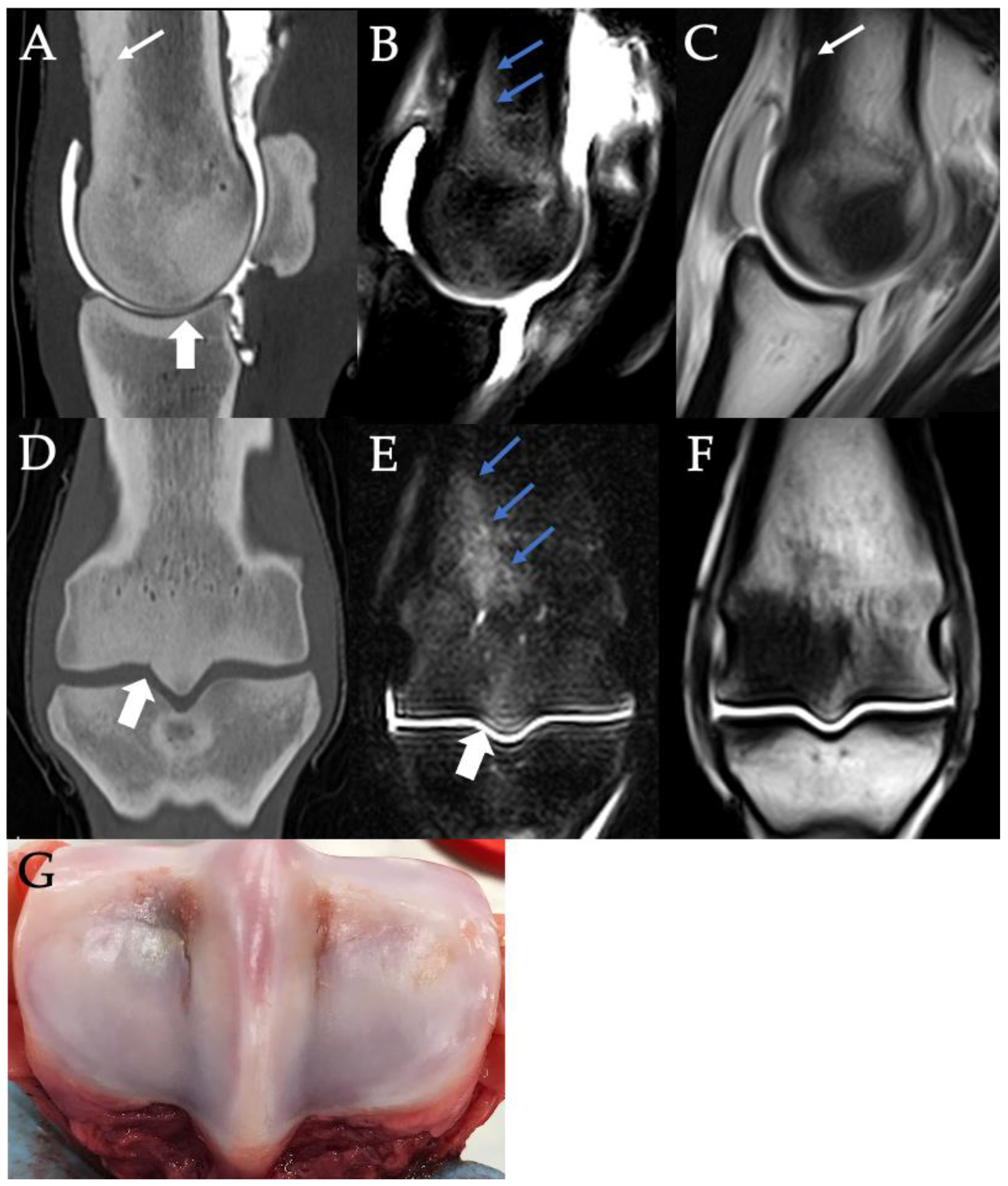 Animals 11 03366 g008 Animals 11 03366 g008