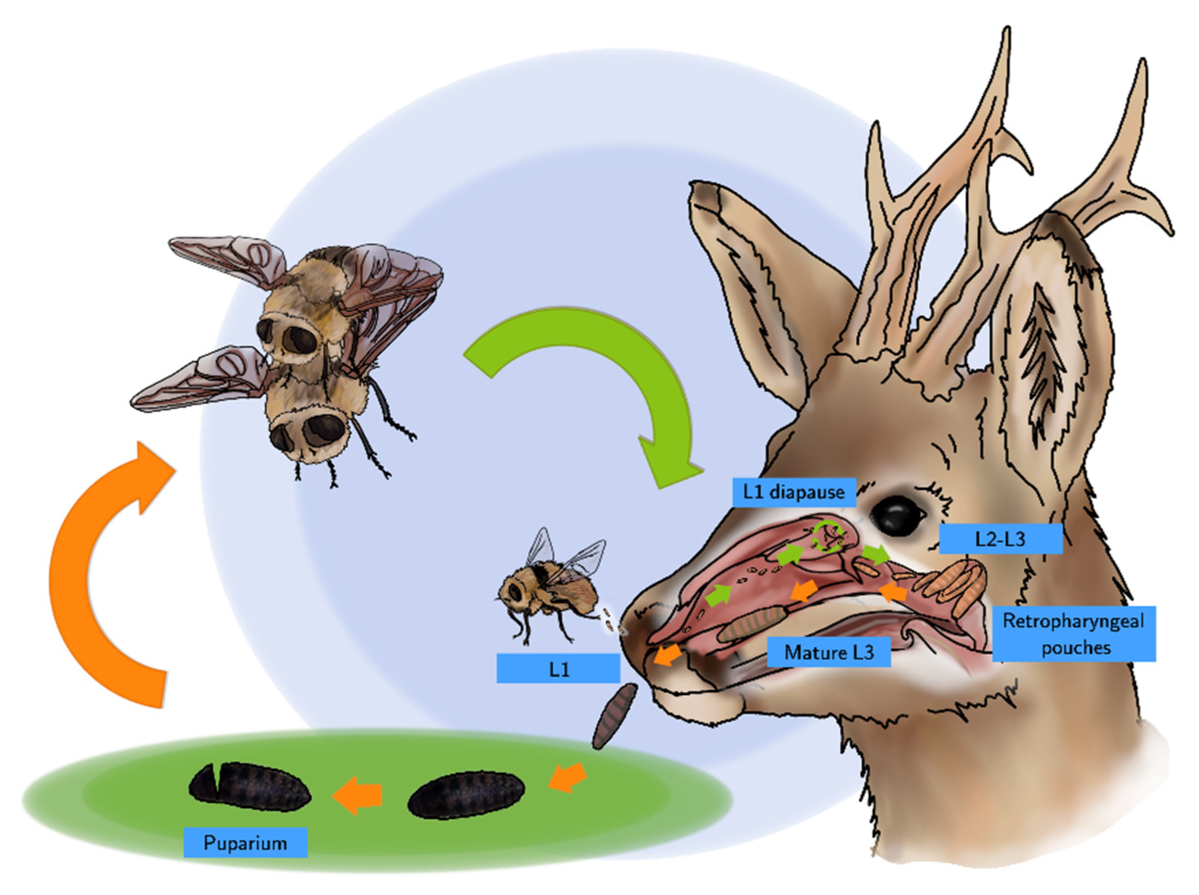 Life Cycle - Oestrus ovis - Nasal Bot Fly