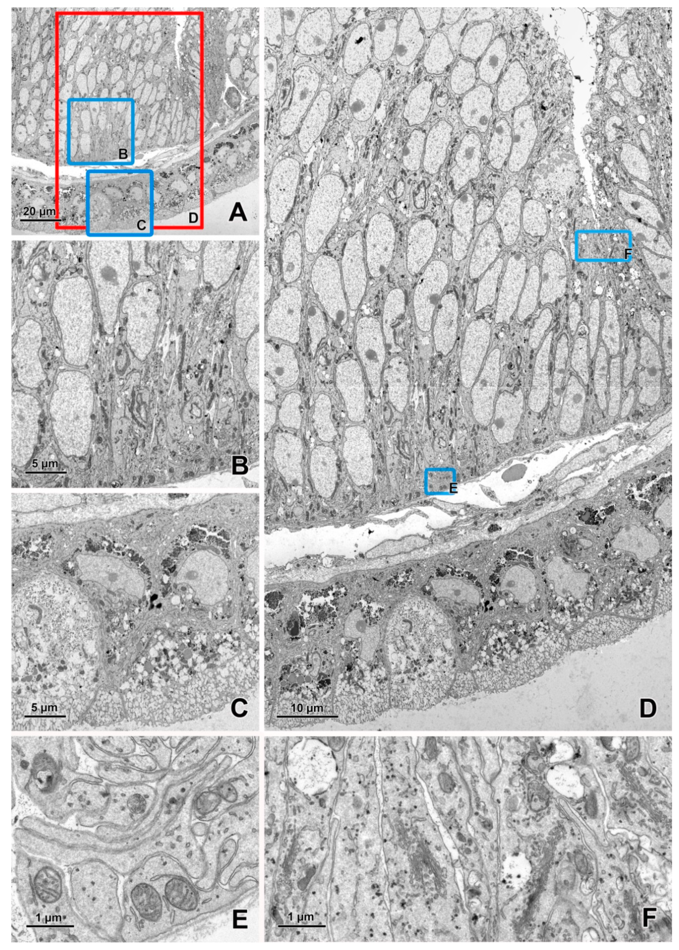 Animals 11 03390 g002