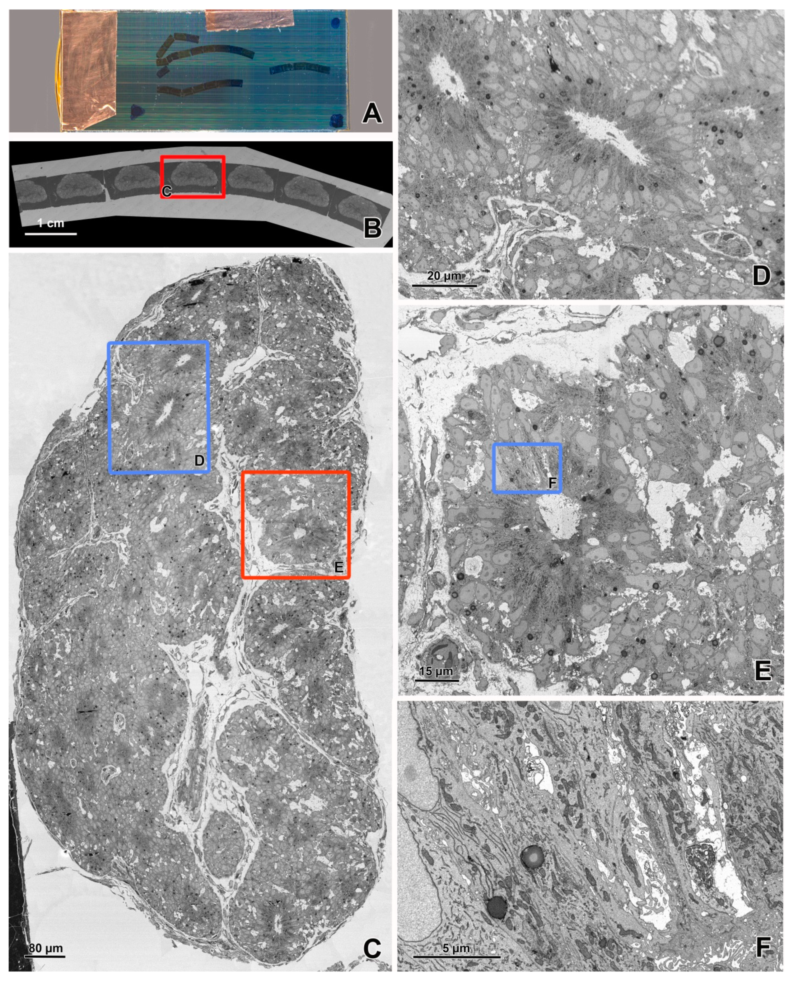 Animals 11 03390 g004