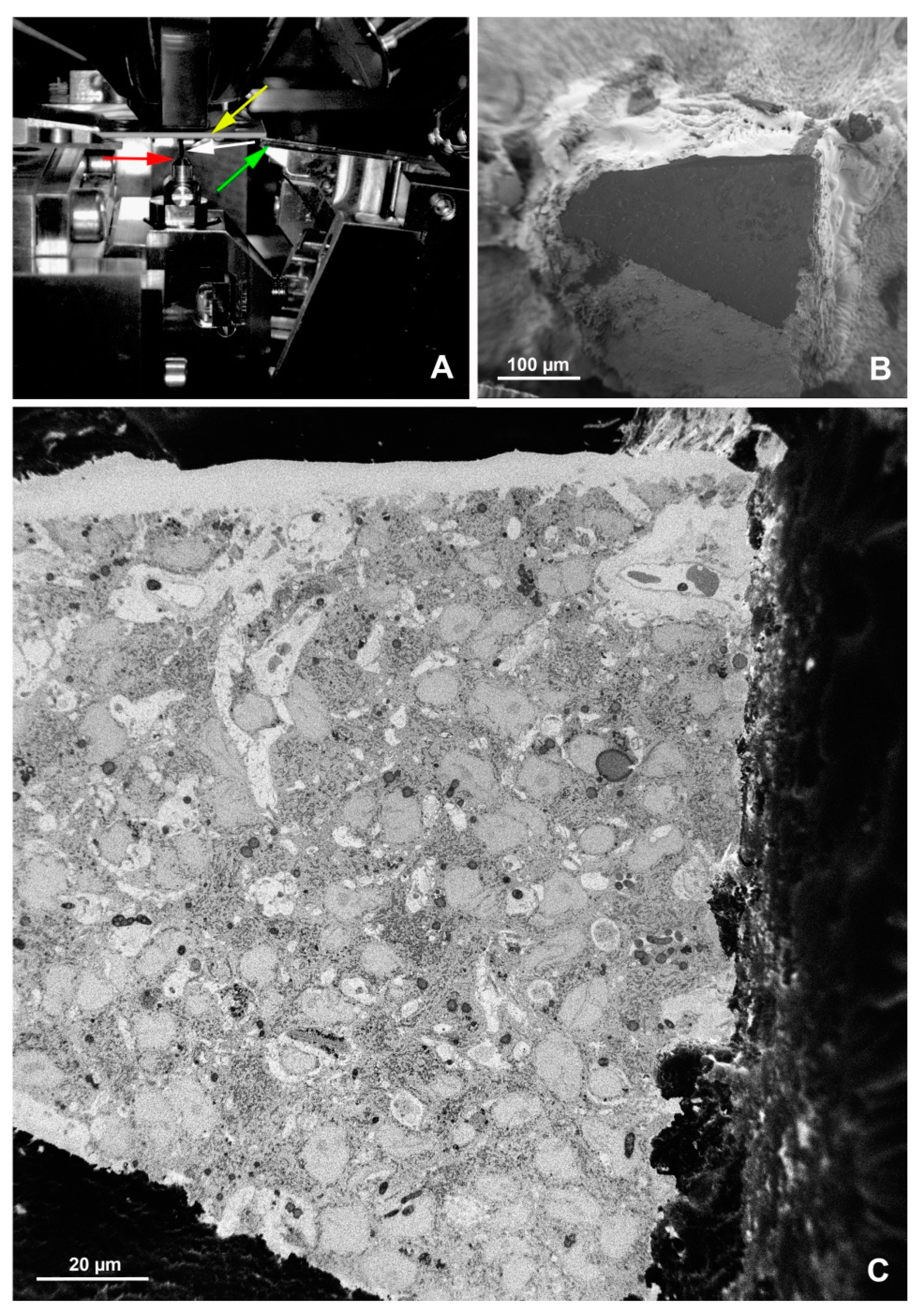 Animals 11 03390 g007