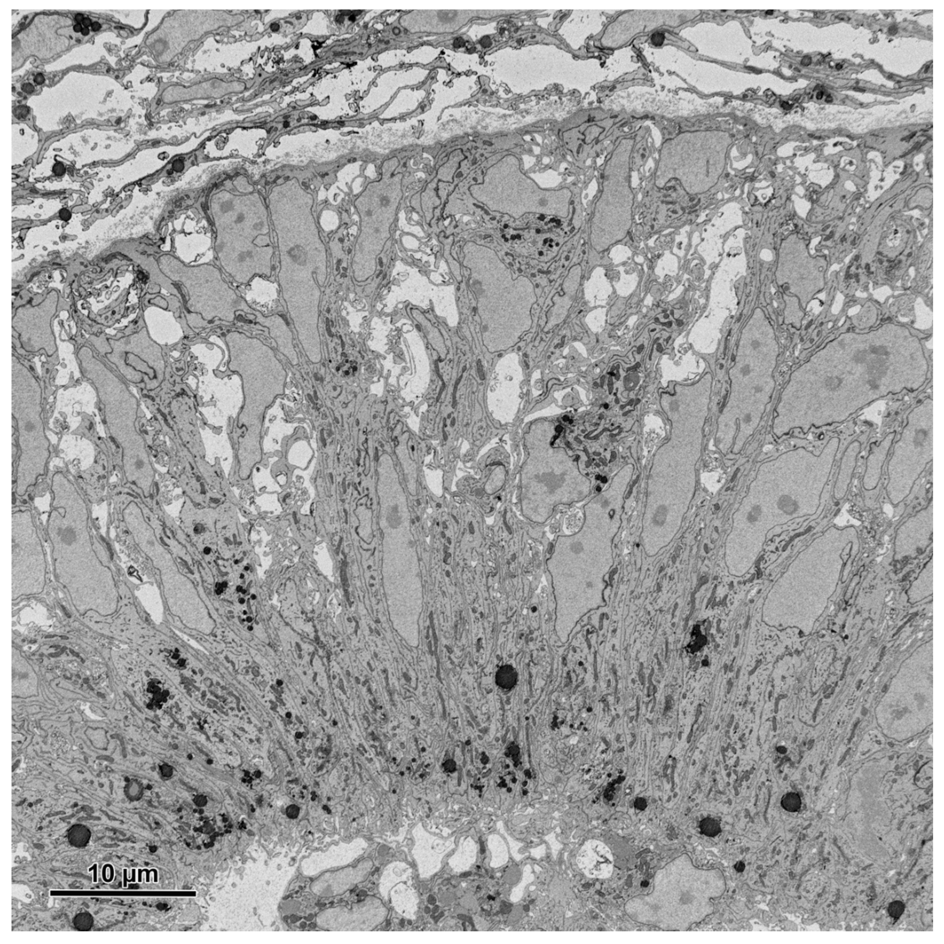 Animals 11 03390 g008